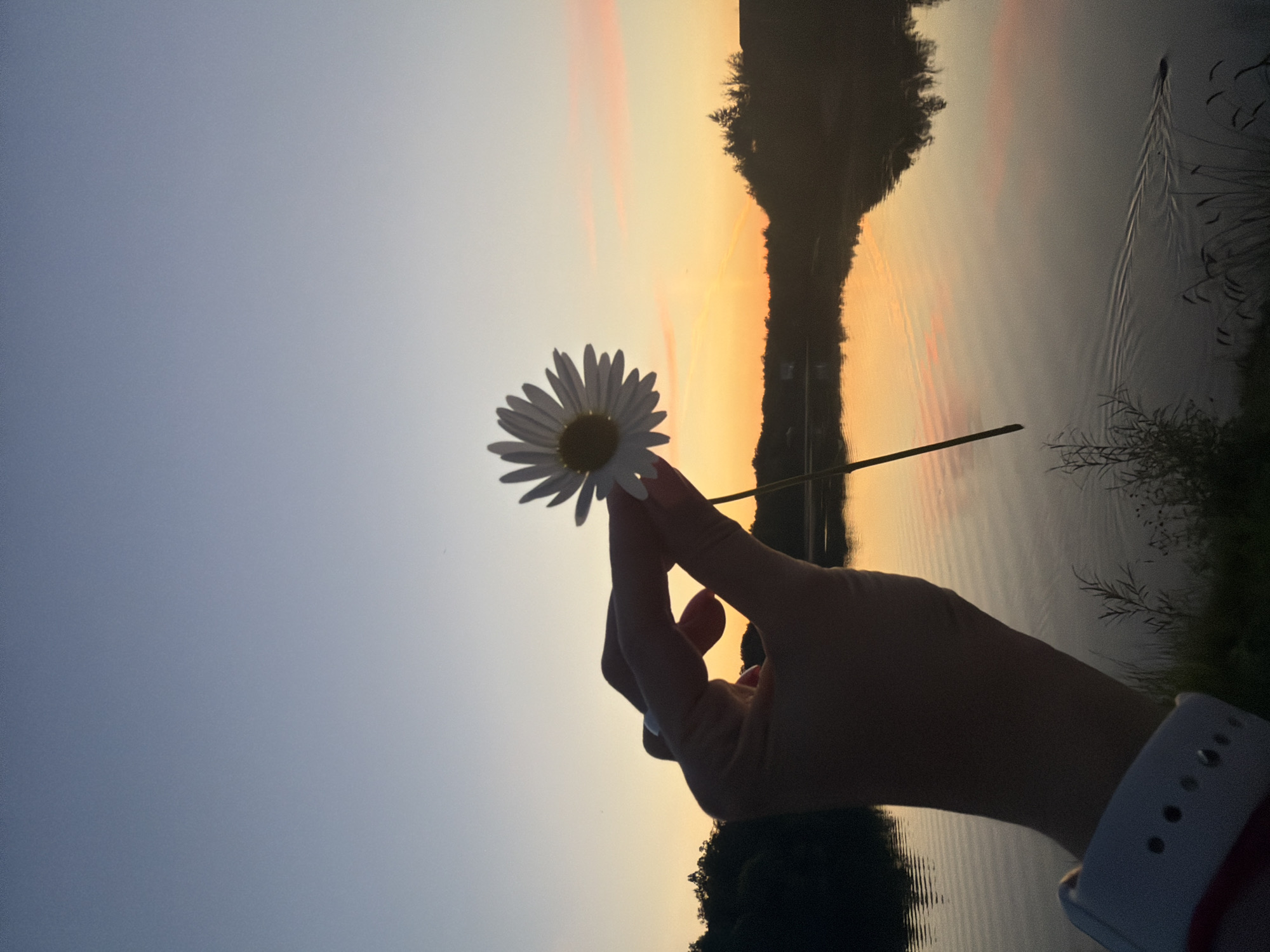 A hand holds a white daisy in silhouette against a sunset sky over a body of water. The sky transitions from a pale blue at the top to a warm orange and pink near the horizon. The water reflects the colors of the sky and is rippled. Trees and vegetation line the distant shore, silhouetted against the sunset. In the foreground, a wrist with a white smartwatch is visible. The image is composed to emphasize the daisy and the sunset. The location is stated to be Birobidzhan, Russia, though there are no specific visual cues to confirm this.