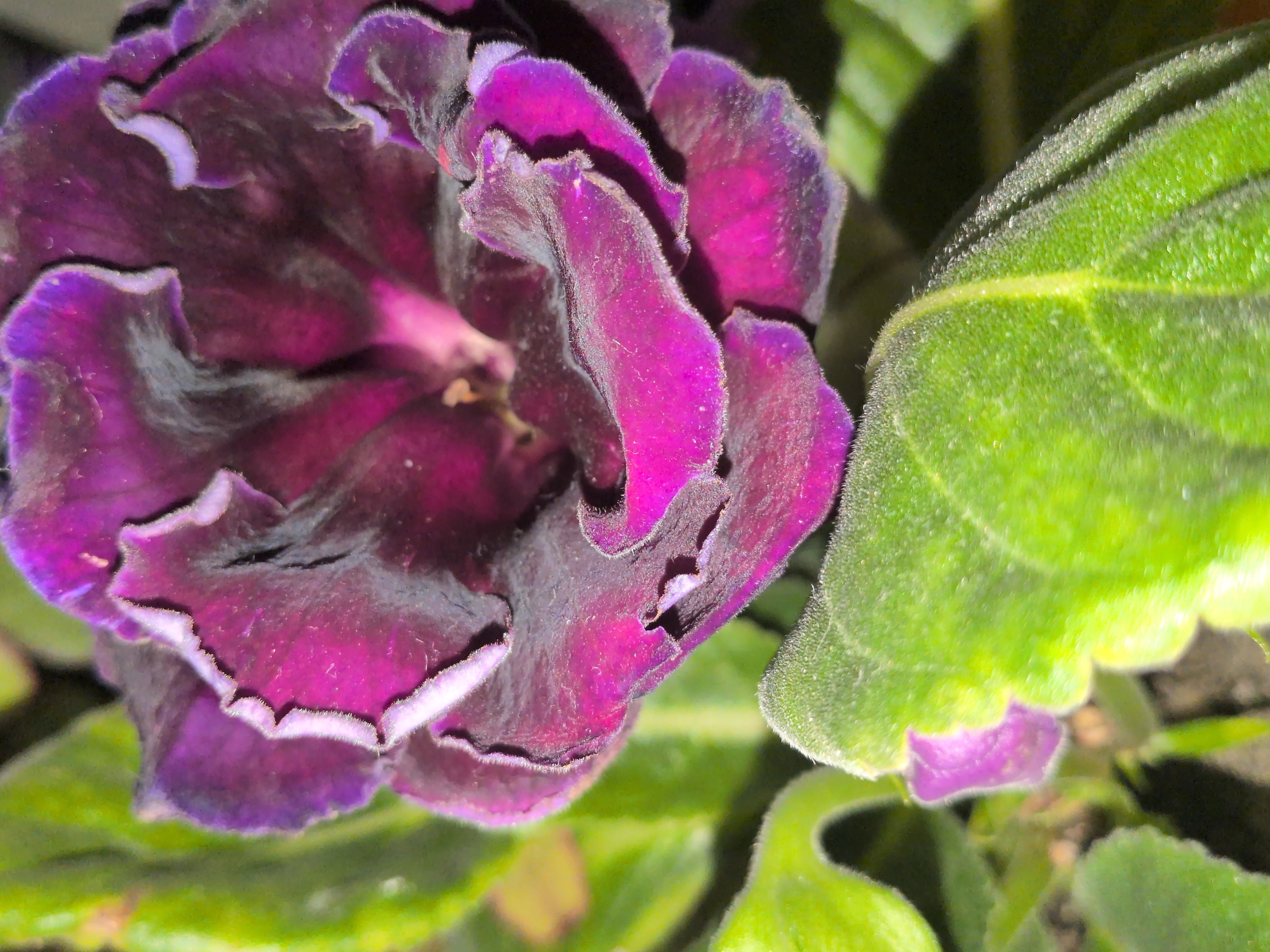 A close-up, overhead shot captures a vibrant purple and dark violet flower with ruffled petals. The flower is positioned in the center of the frame, with lush green leaves surrounding it. The leaves are fuzzy and textured, with prominent veins. One small, unopened purple bud is visible peeking out from behind a leaf in the lower left corner. The lighting is somewhat dim, casting shadows on the leaves. The background is a dark, out-of-focus blur, suggesting the flower is in a garden or indoor setting. The image appears to be taken with a shallow depth of field, focusing sharply on the flower and foreground leaves while blurring the rest of the scene.