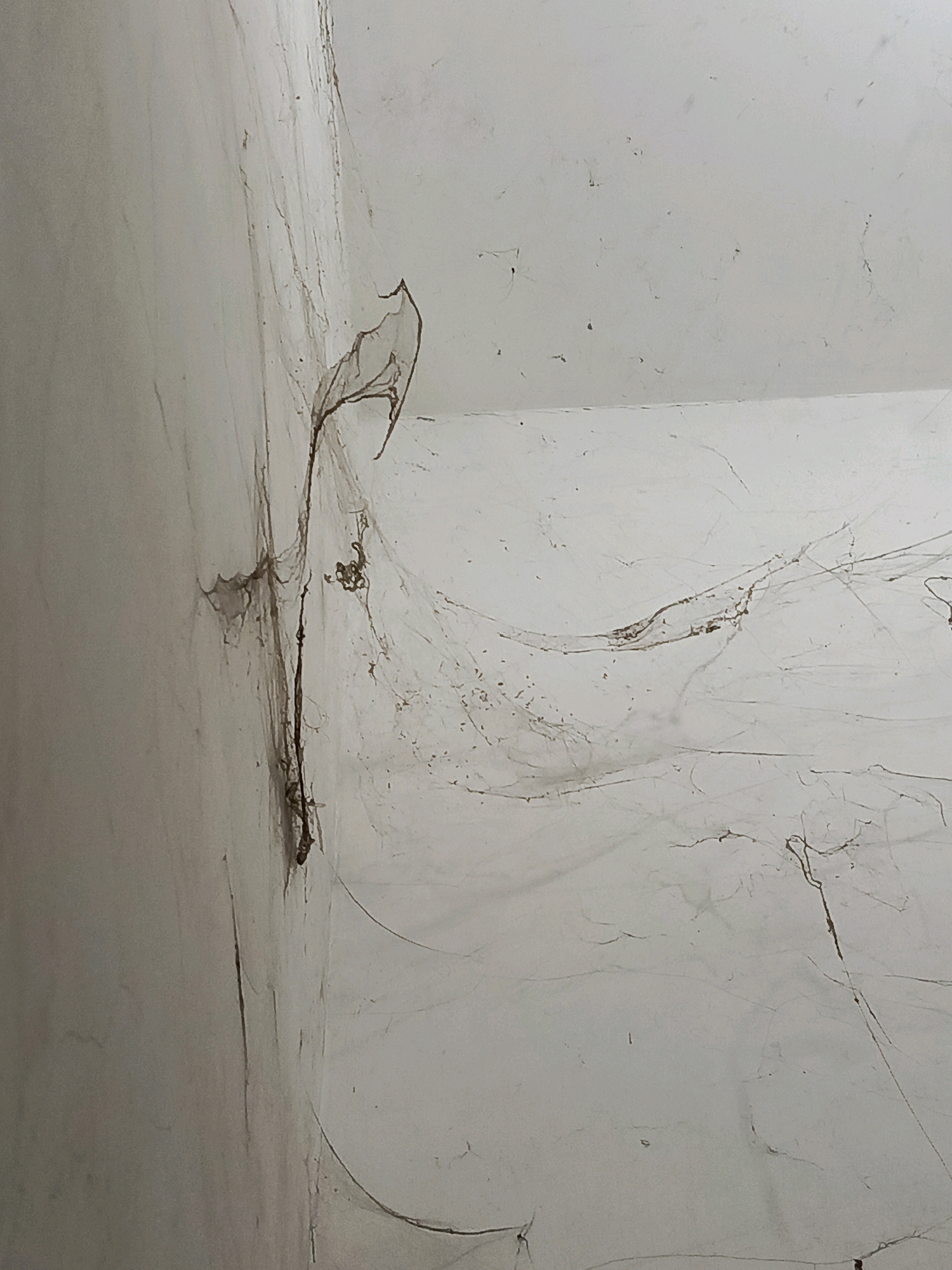 The image depicts an abandoned corner of a room, likely a neglected indoor space in Pamekasan, Indonesia. The walls are a pale, dirty white, showing signs of age and disuse, with faint streaks and smudges. The primary subject of the image is an extensive network of cobwebs that dominate the scene. These webs are thick and dusty, clinging to the walls and the ceiling corner. They are interwoven with debris, giving them a brownish, aged appearance. In some areas, the webs form dense clusters, while in others, they are more sparse, creating a delicate, ethereal effect against the stark background. The lighting is dim and diffused, suggesting a lack of natural light or electricity. There are no people or any signs of recent human activity. The overall impression is one of decay, neglect, and the quiet passage of time in a forgotten corner.