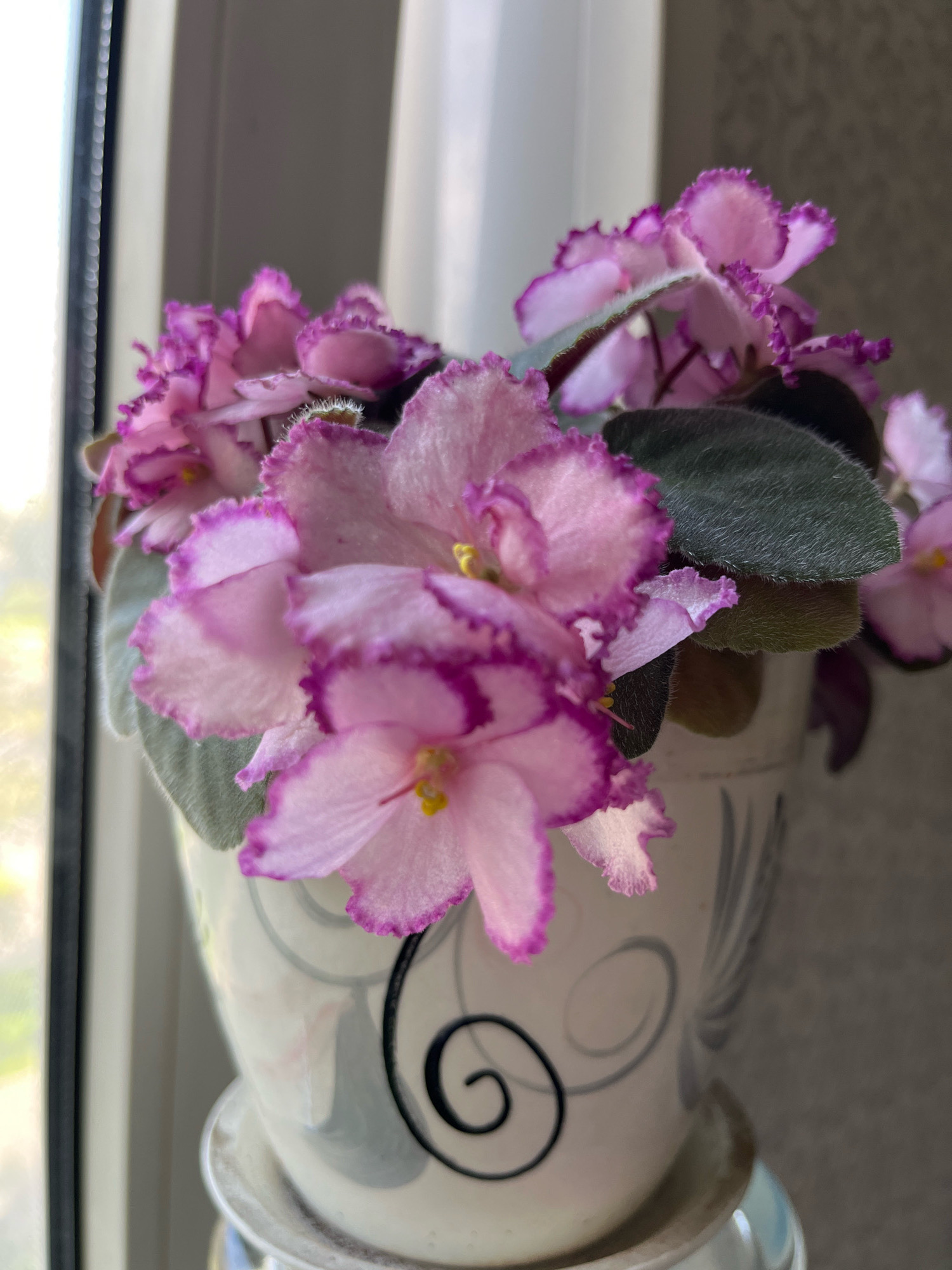 A close-up, eye-level shot shows a potted African violet plant with delicate pink and purple-edged petals. The plant is in a decorative white pot with grey swirled designs. The pot sits on a saucer. The background is out of focus, with a window frame visible on the left and a neutral wall on the right. Natural light streams in from the window. There is no indication of the location being Moscow, Russia.