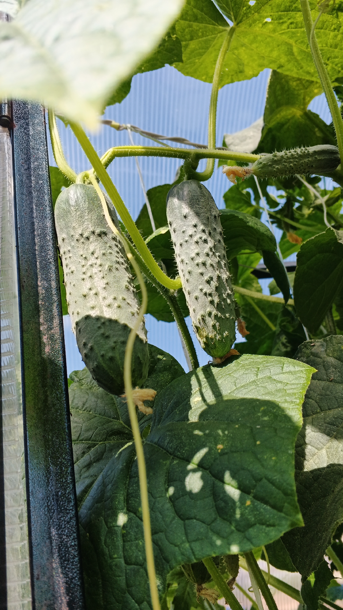 In the city of Podgornoye, Russia, two young cucumbers hang from a vine, their bumpy skins speckled with white. The cucumbers are a vibrant green, with darker green ridges running down their sides. They are supported by thin, fuzzy vines, and surrounded by large, dark green leaves. In the background, a blue sky is visible through the translucent plastic of a greenhouse. A metal support structure is visible on the left side of the image. The lighting suggests it is daytime, with sunlight filtering through the leaves and casting shadows.