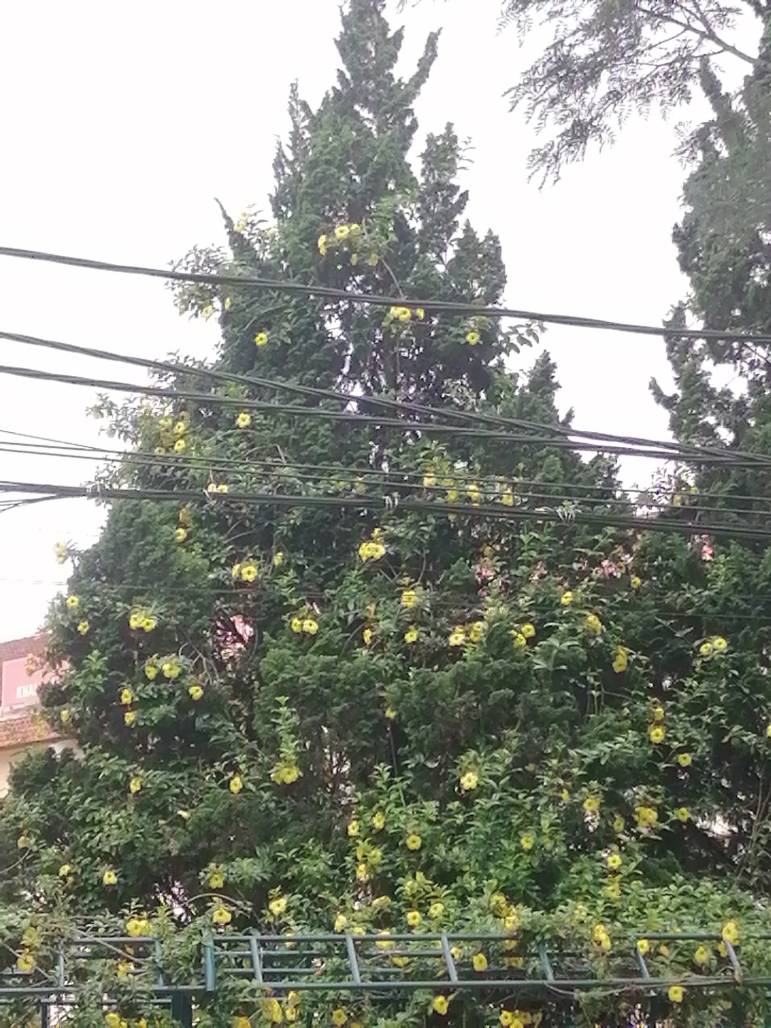 The image displays a vibrant outdoor scene dominated by dense green foliage, with a tall, conical tree, possibly a cypress or pine, forming the backdrop. Numerous bright yellow, bell-shaped flowers, indicative of a climbing vine like Allamanda, are profusely scattered throughout the greenery, adorning the main tree and lower shrubs.
Multiple dark utility lines or power cables stretch horizontally across the frame, weaving through the trees and the floral display, particularly in the middle and upper portions of the image. In the bottom foreground, a metal trellis or fence structure, also covered in the same yellow blossoms, is visible.
To the left of the frame, partially obscured by foliage, a building with a reddish-pink wall and a light-colored architectural detail can be seen. Faintly visible on the white part of this building is the partial text "THA".
The sky above the trees is bright and overcast, suggesting it is daytime on a cloudy day, contributing to the soft, diffused lighting of the scene. The lush vegetation and the interplay of nature with urban infrastructure are characteristic of a location like Da Lat, Vietnam. No people or specific activities are depicted in the static image.