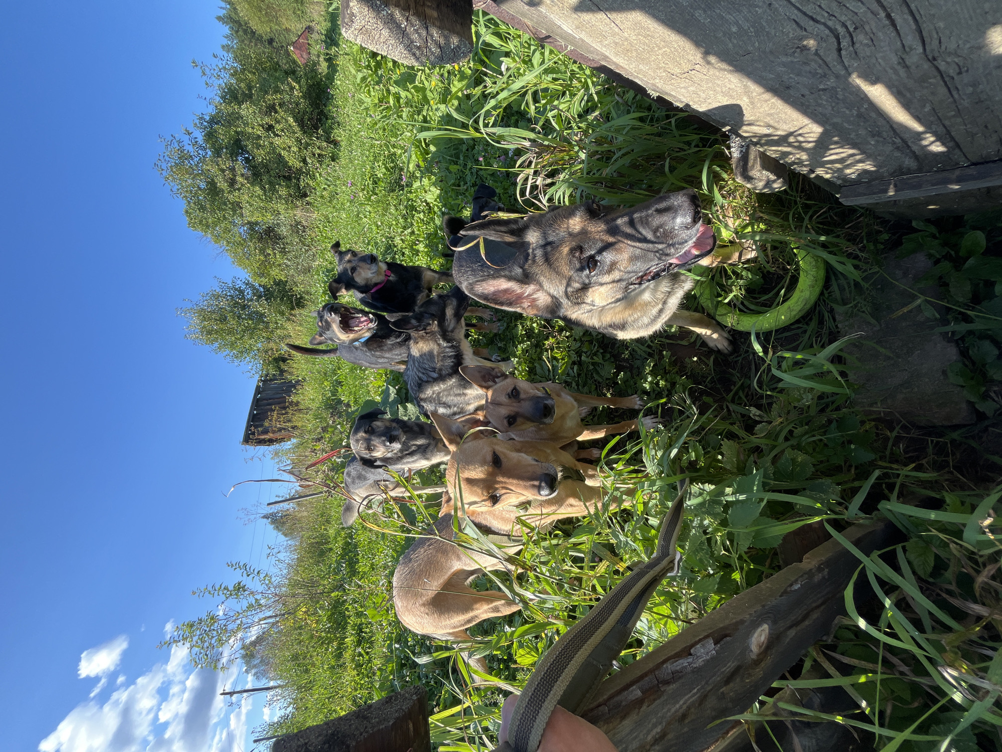 A pack of seven dogs, including German Shepherds and mixed breeds, stand in tall green grass under a clear blue sky with scattered clouds. The dogs are of various sizes and colors, with some appearing to be puppies. One dog in the foreground is yawning widely, while another in the middle ground looks directly at the camera. In the background, a dilapidated wooden structure and trees are visible. The scene appears to be in a rural or park-like setting. There are no people visible in the image. The lighting suggests it is daytime. This image does not contain any information that would indicate it is located in Nizhny Tagil, Russia.
