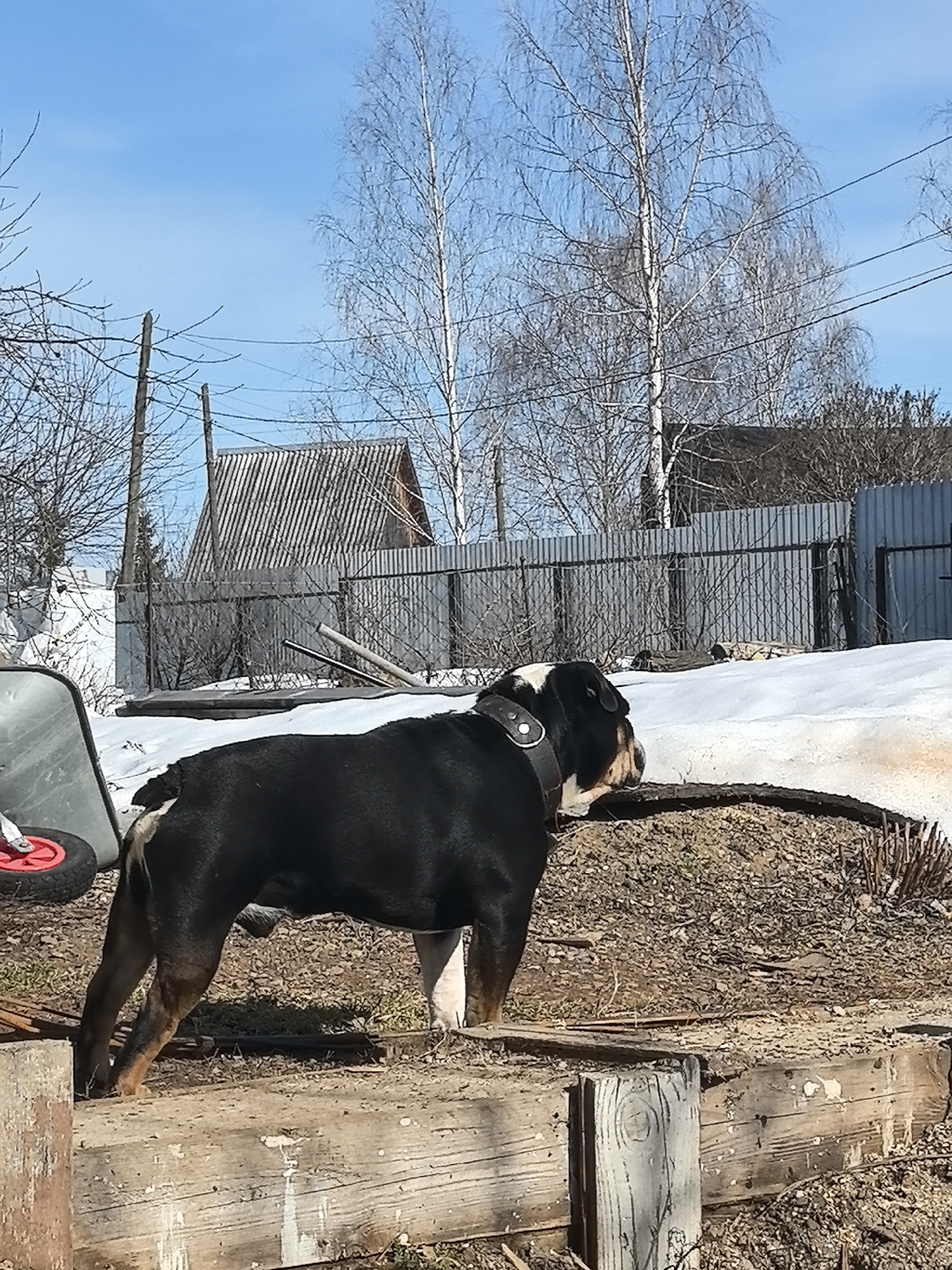 The image depicts a black and white bulldog standing in a yard in Noviy, Russia. The dog is facing away from the camera, with its head turned slightly to the right. It is wearing a dark collar. The yard contains a wooden retaining wall, exposed dirt, a wheelbarrow, and some remaining snow. In the background, there is a gray metal fence, bare trees, and a house with a gray, corrugated metal roof. The sky is blue.