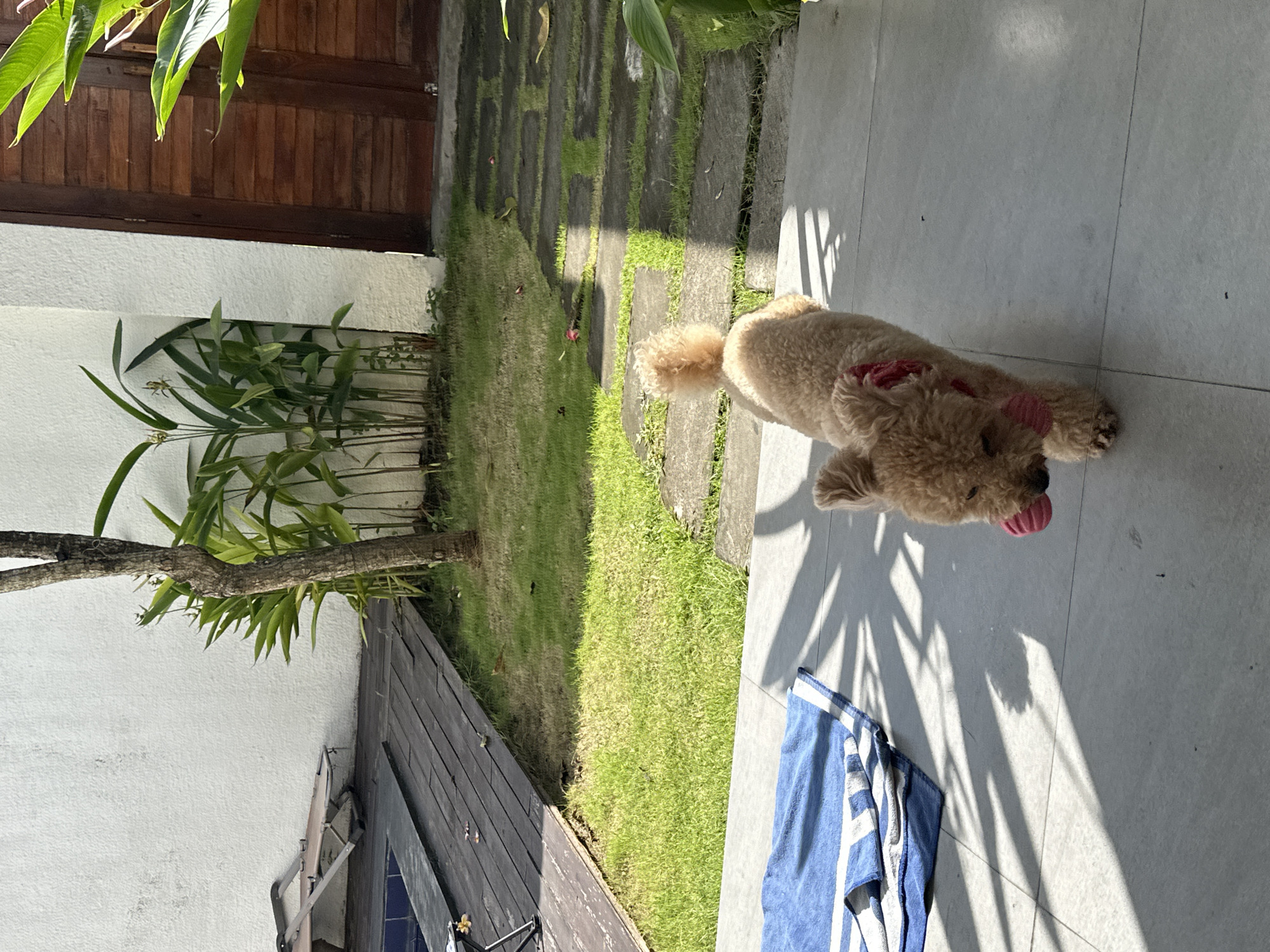 The scene shows a dog lying on a tiled patio next to a blue and white striped towel. The dog appears to be a poodle mix, with curly tan fur and a pink bow or band on its head. Its tongue is extended. Sunlight casts shadows of palm fronds across the patio. The patio is adjacent to a lawn. Wooden decking is also visible. A wooden building, partly obscured by foliage, stands in the background. The image was taken in North Kuta, Indonesia.