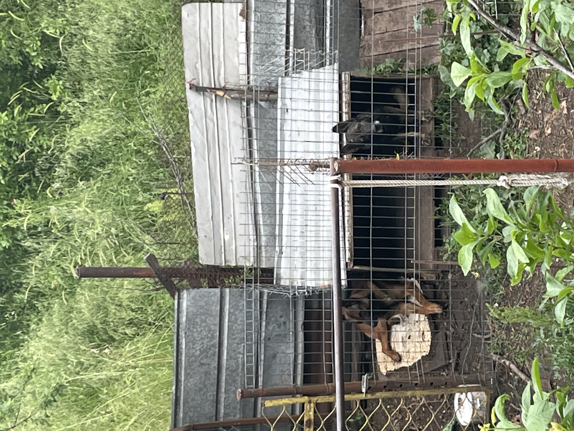 The image depicts a wire kennel, with two dogs inside. The upper kennel contains a black dog with its head visible. The lower kennel contains a brown dog, with its front paws resting on a white object inside the kennel. The kennels are topped with a corrugated metal structure, possibly for shade. Green vegetation is visible in the background. The scene is in an outdoor setting. No people are visible. The location, Burgas, Bulgaria, cannot be confirmed with the information provided.