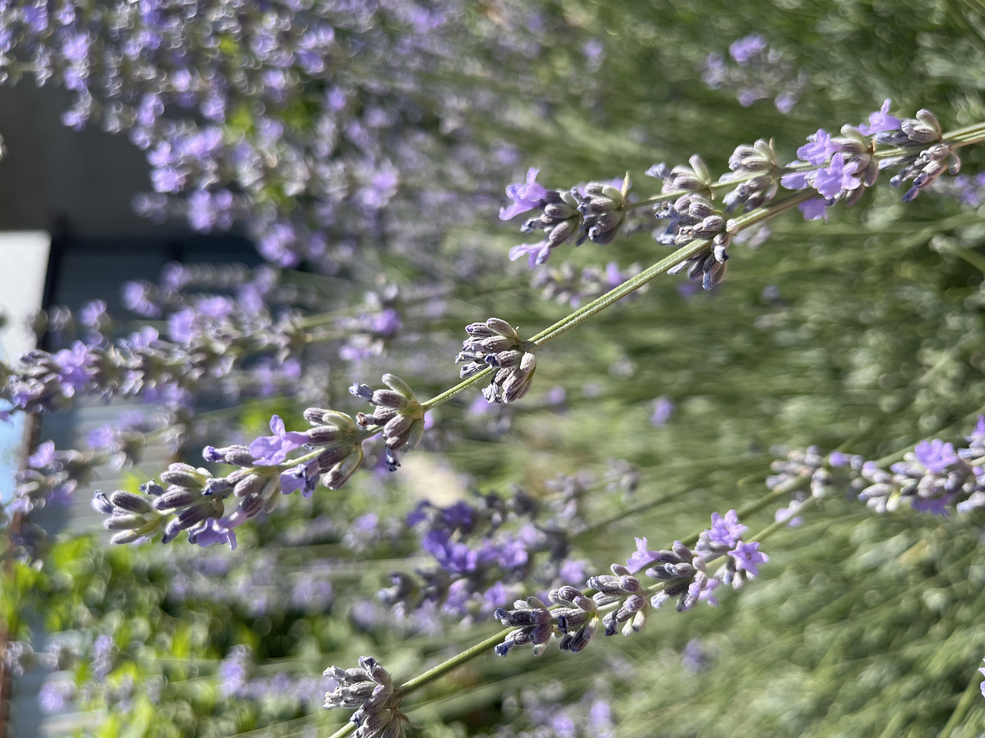 The image depicts a close-up view of lavender flowers in bloom. The lavender stalks are a light green, and the flowers are a vibrant purple. The background is blurred, with hints of green foliage and what appears to be a building. The lighting suggests a sunny day. There are no people or specific landmarks identifiable to pinpoint a location within Shymkent, Kazakhstan.