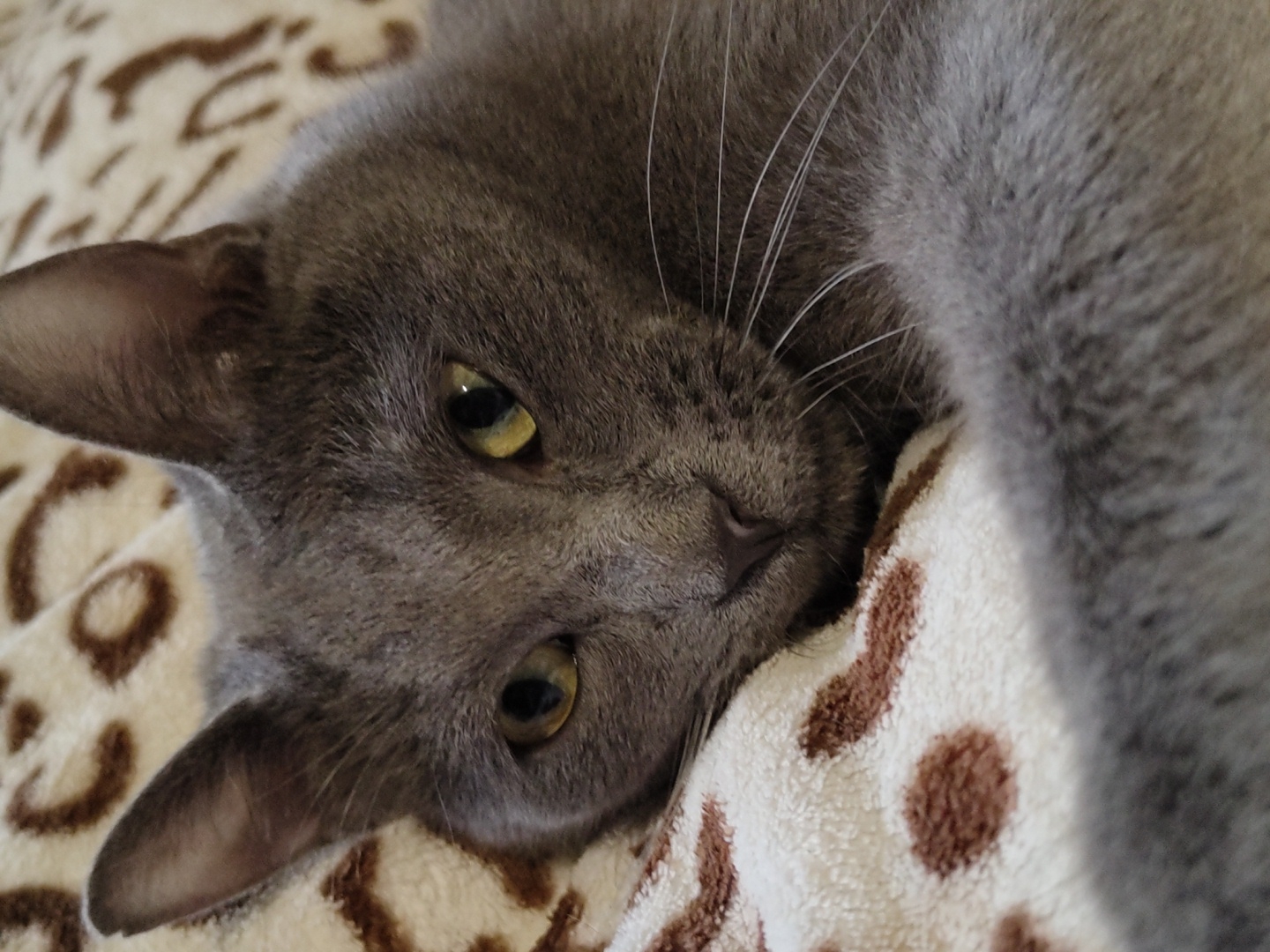 A close-up, eye-level shot focuses on a gray cat lying on a patterned blanket. The cat's head is turned slightly to the left, and its yellow eyes are looking towards the camera. Its ears are pointed upwards, and its whiskers are prominent. The blanket has a cream-colored background with brown spots. The lighting is soft, creating a calm and intimate atmosphere. There are no people visible in the image.