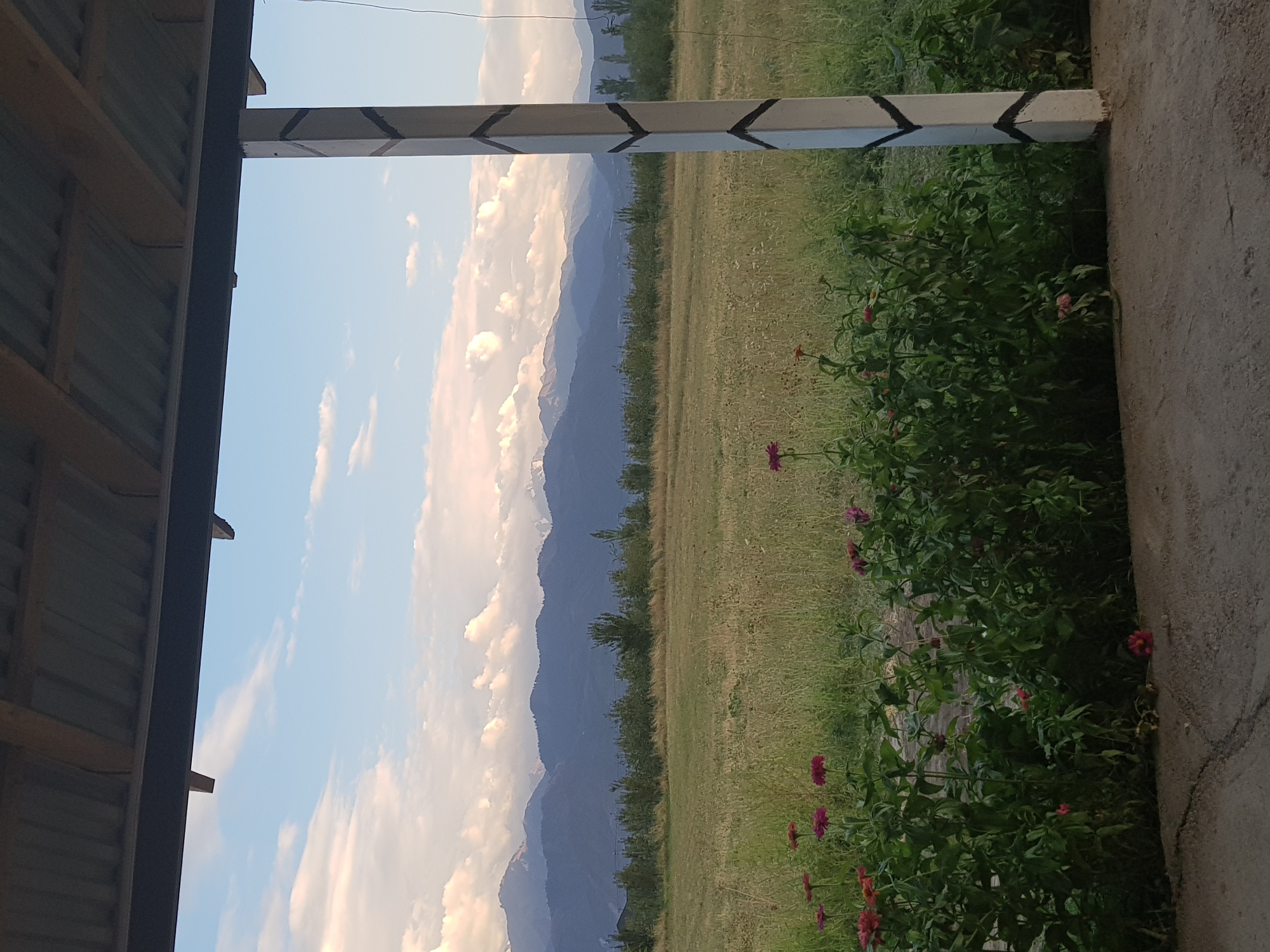 The image shows a view from under a roofed structure, looking out towards a landscape. In the foreground, there is a concrete ground and a line of blooming flowers, predominantly pink and red, with green foliage. To the right, a white pillar with black chevron markings stands tall. Beyond the flowers, a field of dry, yellowish-green grass stretches into the distance. A line of trees forms a barrier behind the field, and further back, a range of blue-toned mountains dominates the horizon. The sky above is a light blue, with scattered white clouds. The scene appears to be a rural or semi-rural setting, likely in the city of Ақдала, Kazakhstan, given the context provided. There are no people or animals visible in the image.