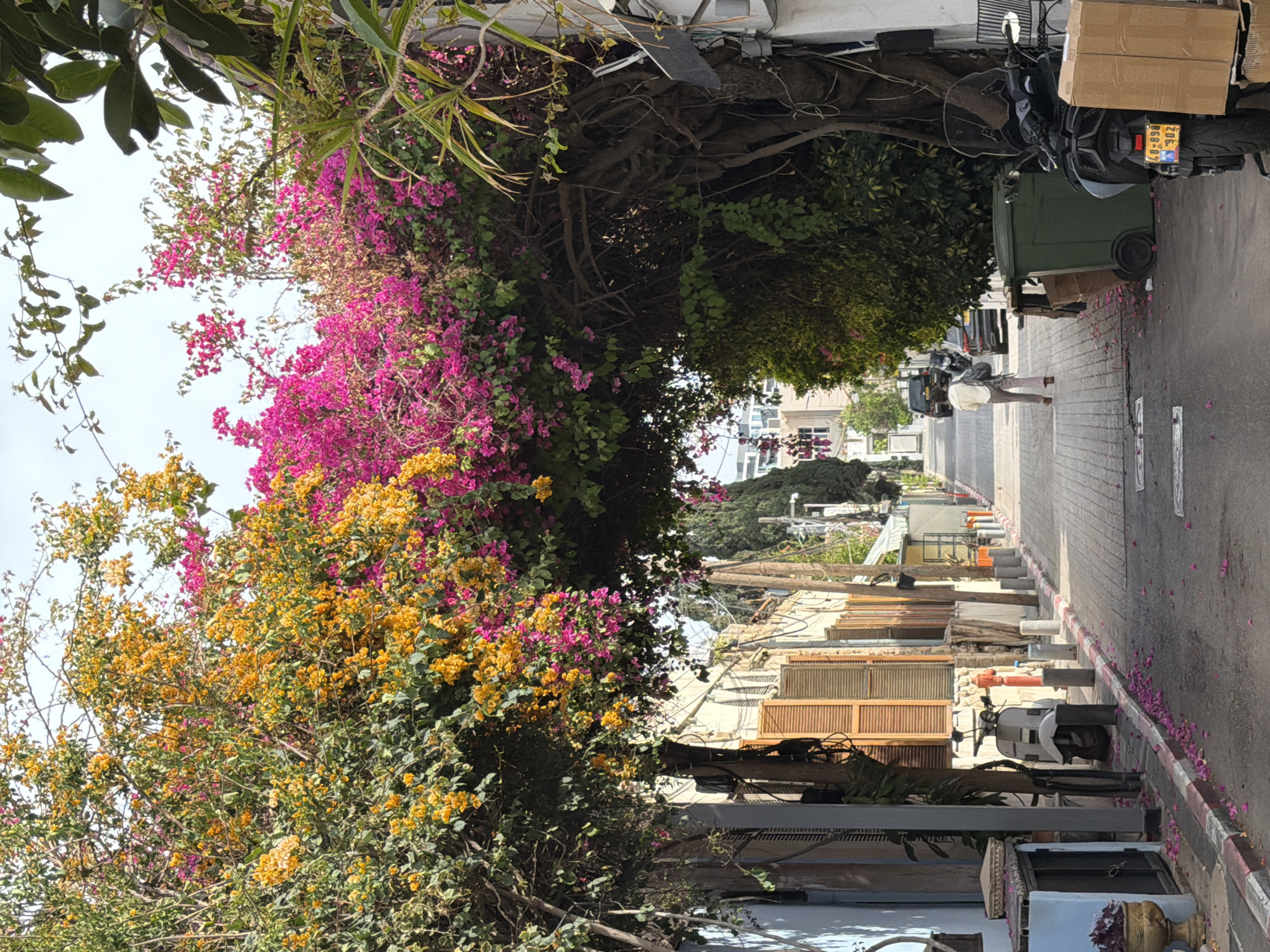 The image depicts a street scene in Tel Aviv, Israel. The view is from a slightly elevated position, looking down a narrow street lined with buildings on both sides. The street is paved with brick or cobblestone. Lush vegetation, including bougainvillea with vibrant pink and yellow flowers, overhangs the street from both sides, creating a canopy-like effect. A person is walking down the street, and several parked scooters or motorcycles are visible along the curbs. A trash container sits next to one of the scooters. In the distance, a traffic light can be seen. The buildings are a mix of residential and commercial structures, with varying architectural styles and conditions. Overall, the scene conveys a sense of urban life intertwined with nature in a Mediterranean setting.