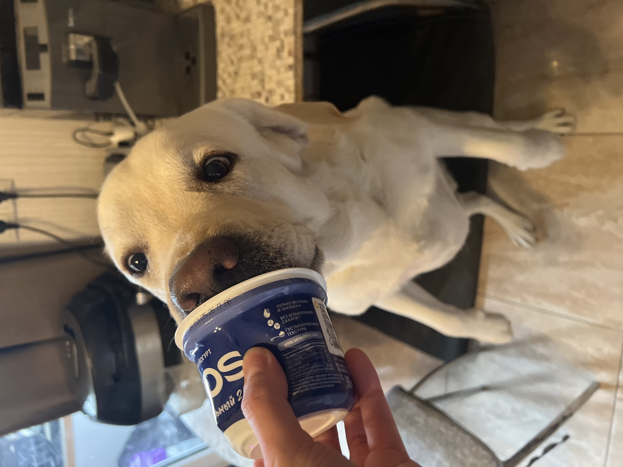 A cream-colored Labrador dog is shown head-on, sticking its nose into a blue and white yogurt container. The container is being held by a human hand. The container has text in Russian and the website "www.savushkin.com" is visible. The dog is lying down on a tiled floor. In the background are gray appliances and cabinetry. The location is likely a kitchen. Without additional information, the city of Mytishchi, Russia cannot be confirmed.
