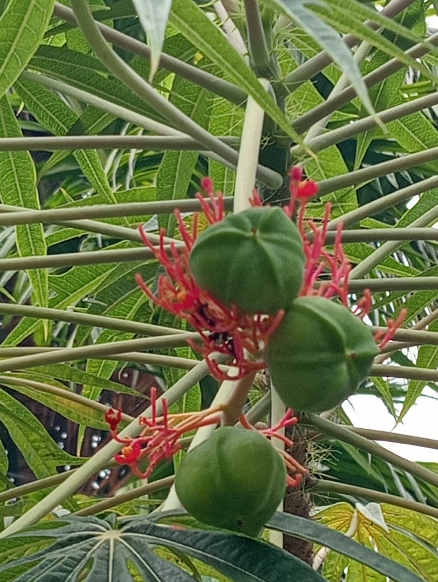 A close-up, eye-level, medium shot captures a cluster of green, unripe fruits hanging from a tree in Baratpayaitek, Indonesia. The fruits are roughly spherical, with distinct lobes and a smooth, waxy surface. They are attached to slender, reddish stems that sprout from a central stalk, surrounded by delicate red flowers and thin, wiry tendrils. The background is a blur of lush green leaves and branches, indicating a dense, tropical environment. The lighting is natural, suggesting an outdoor setting during daylight hours.