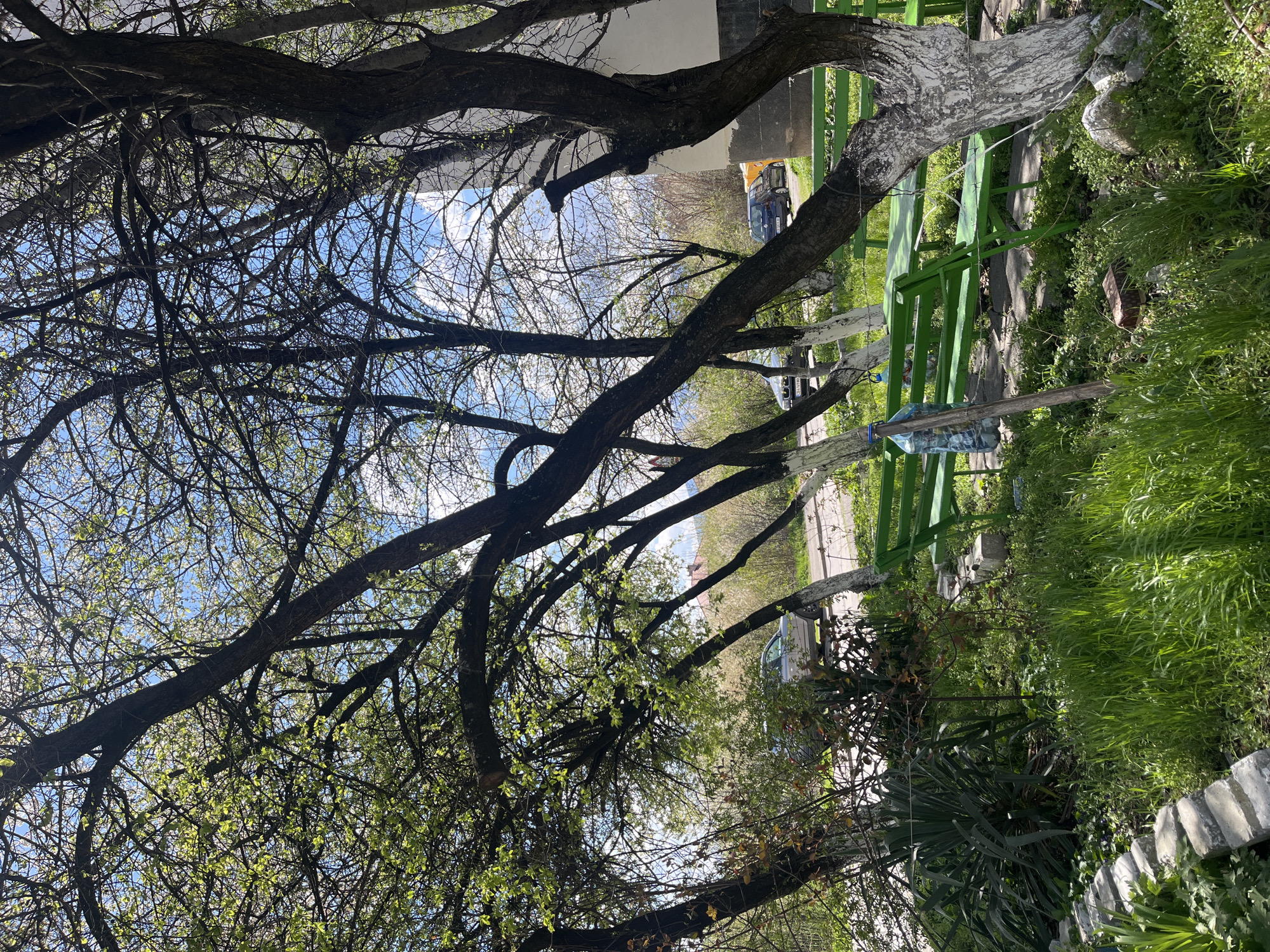 The image shows a view from under a tree, likely in a garden or park area. The branches of the tree obscure much of the sky, which is visible in patches of blue with scattered clouds. Some of the branches have new leaves emerging.
In the background, there is a street with parked vehicles. A green wooden fence or railing is visible on the right side of the frame. Grass and vegetation are also present on the right, suggesting a garden setting. The exact location in Sofia, Bulgaria cannot be determined from the image.