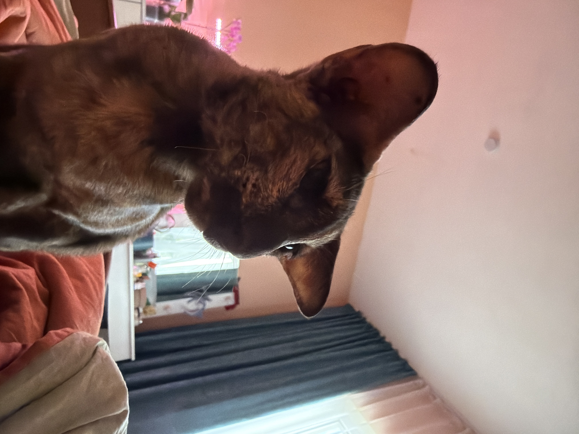 An overhead low-angle close-up shot shows a brown and black tabby cat with large ears, facing left and looking away from the camera. The cat is on a bed with an orange duvet in the foreground. The background features a pale pink wall, a dark blue curtain covering a window, and a white dresser with various items. A pink lamp is visible on the far left. The location is not specified as Chaikovsky, Russia; this information is an external assumption.