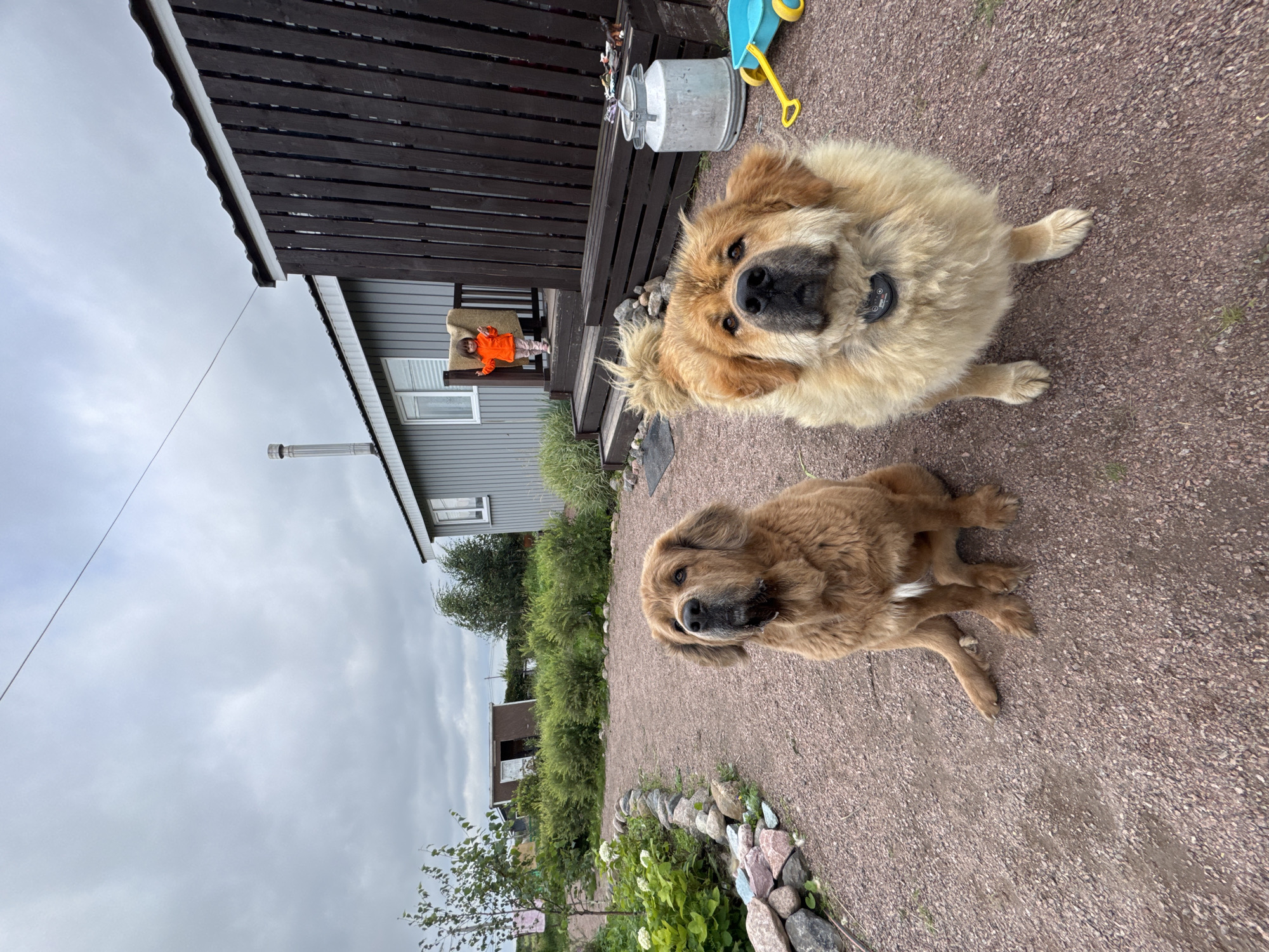 Two large, fluffy dogs, one tan and one golden, are sitting on a gravel path in front of a wooden fence and a light grey house in Kempelevo, Russia. A young child in an orange jacket stands on the steps of the house. The sky is overcast.