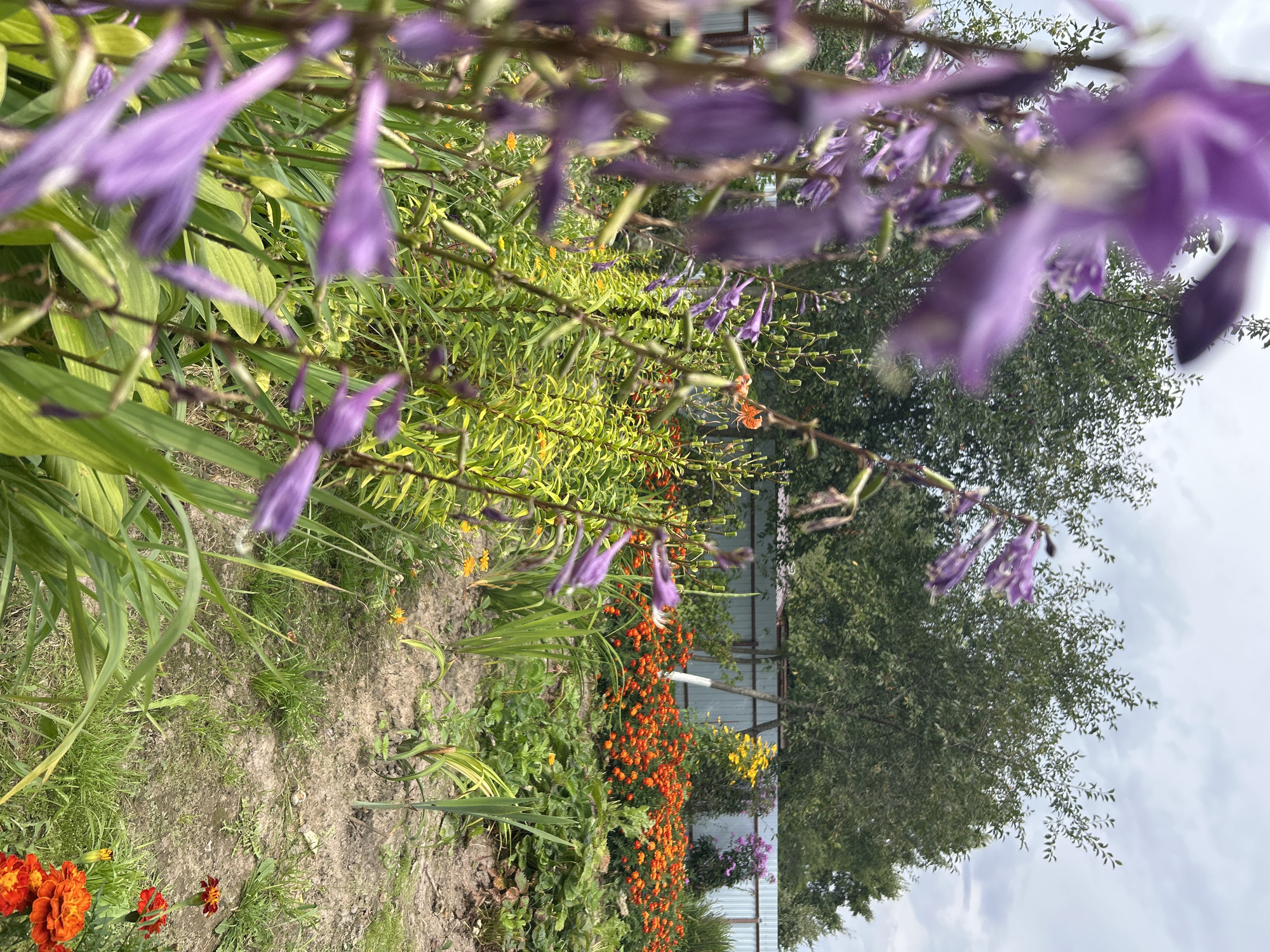 In Kalitsino, Russia, a medium shot captures a garden scene on a cloudy day. In the foreground, blurred purple flowers are in bloom, with their stalks and leaves visible. Behind them, a row of vibrant orange flowers, possibly marigolds, stretches across the middle ground. To the right of the orange flowers, a single orange tiger lily stands out. A metal fence runs horizontally in the background, with trees and shrubs visible beyond it. The ground is a mixture of soil and green grass, with some small plants scattered throughout. The overall impression is one of a well-tended, colorful garden in a rural or suburban setting.
