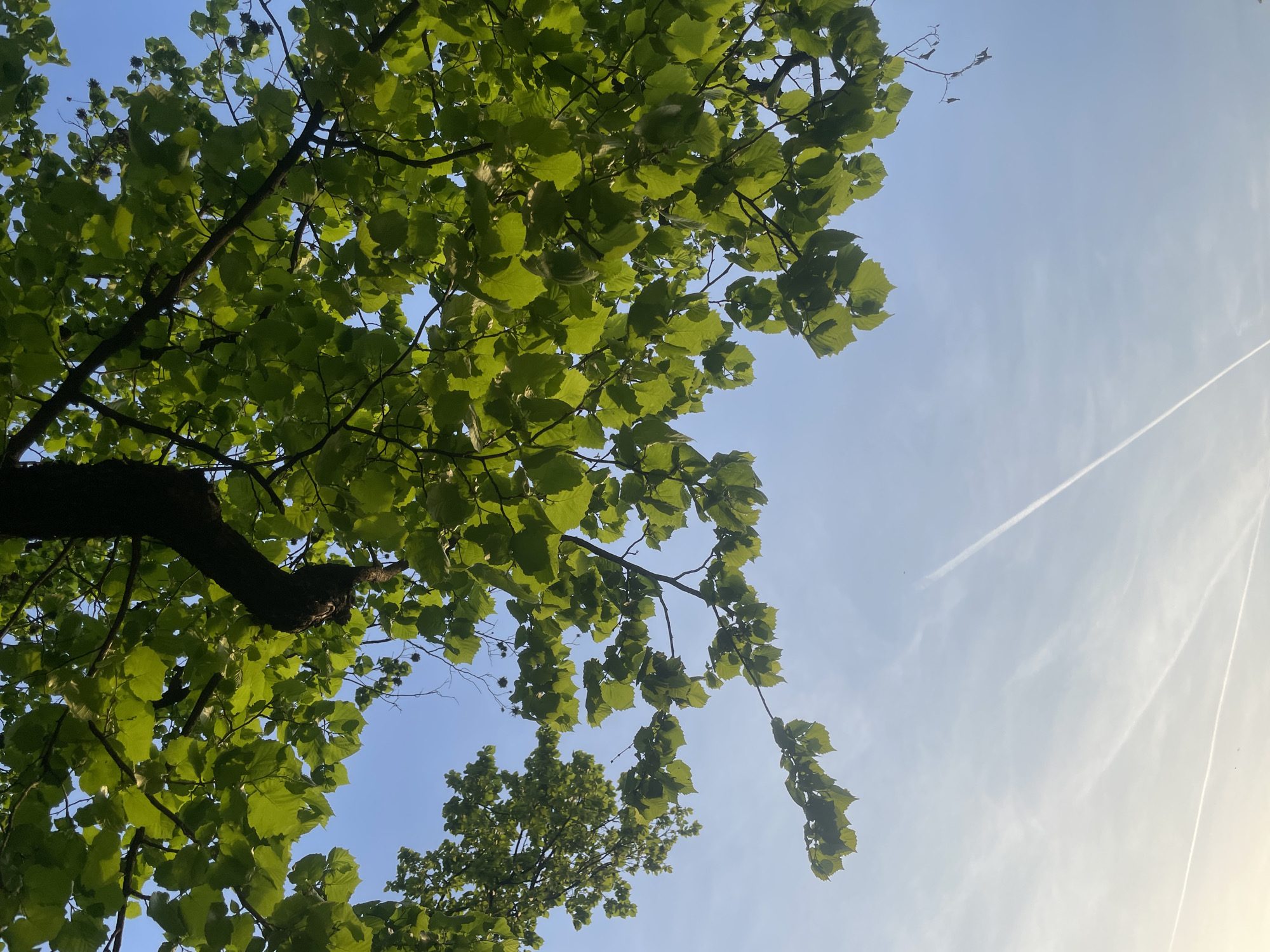 The image presents an upward view into the canopy of a deciduous tree against a clear blue sky. Lush, vibrant green leaves dominate the foreground, illuminated by sunlight filtering through them, creating varied shades and highlighting their textures. Several dark tree branches crisscross through the foliage, providing structure to the tree. A thick, dark branch extends from the left side of the frame towards the center.
The upper right portion of the frame is occupied by the bright blue sky, which transitions subtly to a lighter hue towards the far right, suggesting the direction of the sun. Scattered across the sky are thin, wispy clouds. Most notably, two distinct white airplane contrails streak diagonally across the sky, stretching from the lower right towards the upper left. One contrail is sharper and brighter, while the other is more diffused.
The scene depicts a peaceful natural setting, likely during the daytime, given the clear illumination and shadows. No human activity or specific objects are visible beyond the natural elements and the airplane contrails. There is no visible text in the image. While the provided context specifies Novi Sad, Serbia, the image itself contains no identifiable location cues.