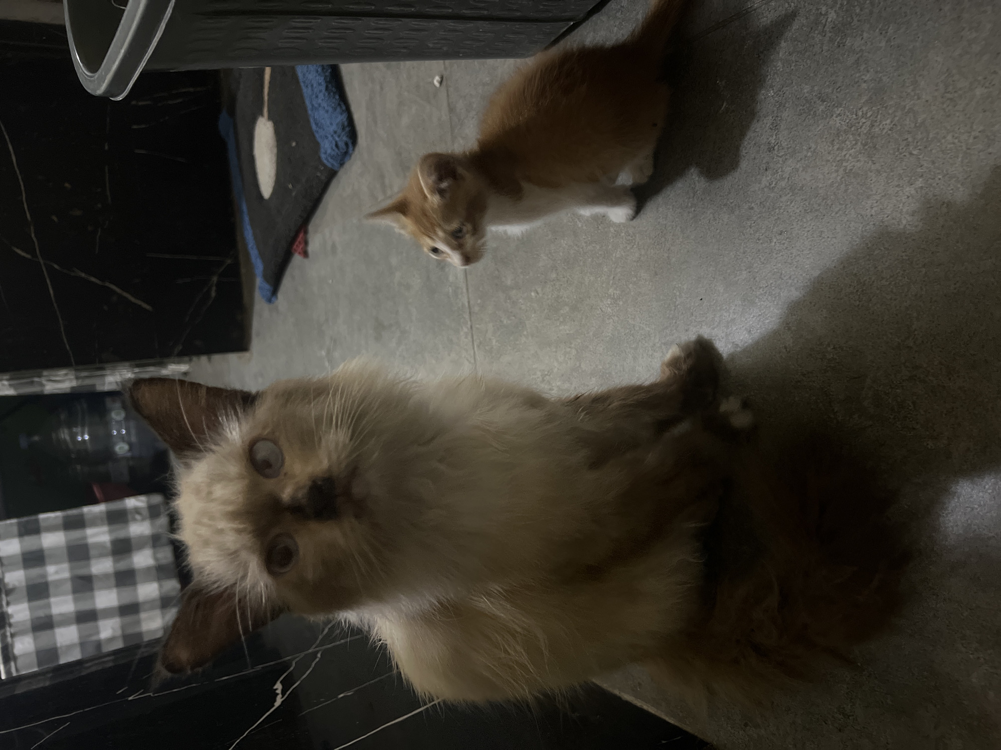 In a dimly lit indoor environment, possibly a kitchen or laundry area, a fluffy, cream-colored cat with darker points on its ears and face sits prominently in the foreground, facing the camera. Its eyes are open and appear to be looking forward, with one eye having a slightly lighter iris. To the right of the larger cat, a small, orange and white kitten is seated, facing left with its head turned slightly towards the camera. The kitten has pointed ears and appears alert. The floor is a textured gray material. In the background, a black, possibly marble-patterned surface is visible, along with a white and black checkered fabric hanging vertically. A large, dark plastic bin is also present to the right of the frame. The overall scene suggests a domestic setting within Klapanunggal, Indonesia, captured in low light conditions.
