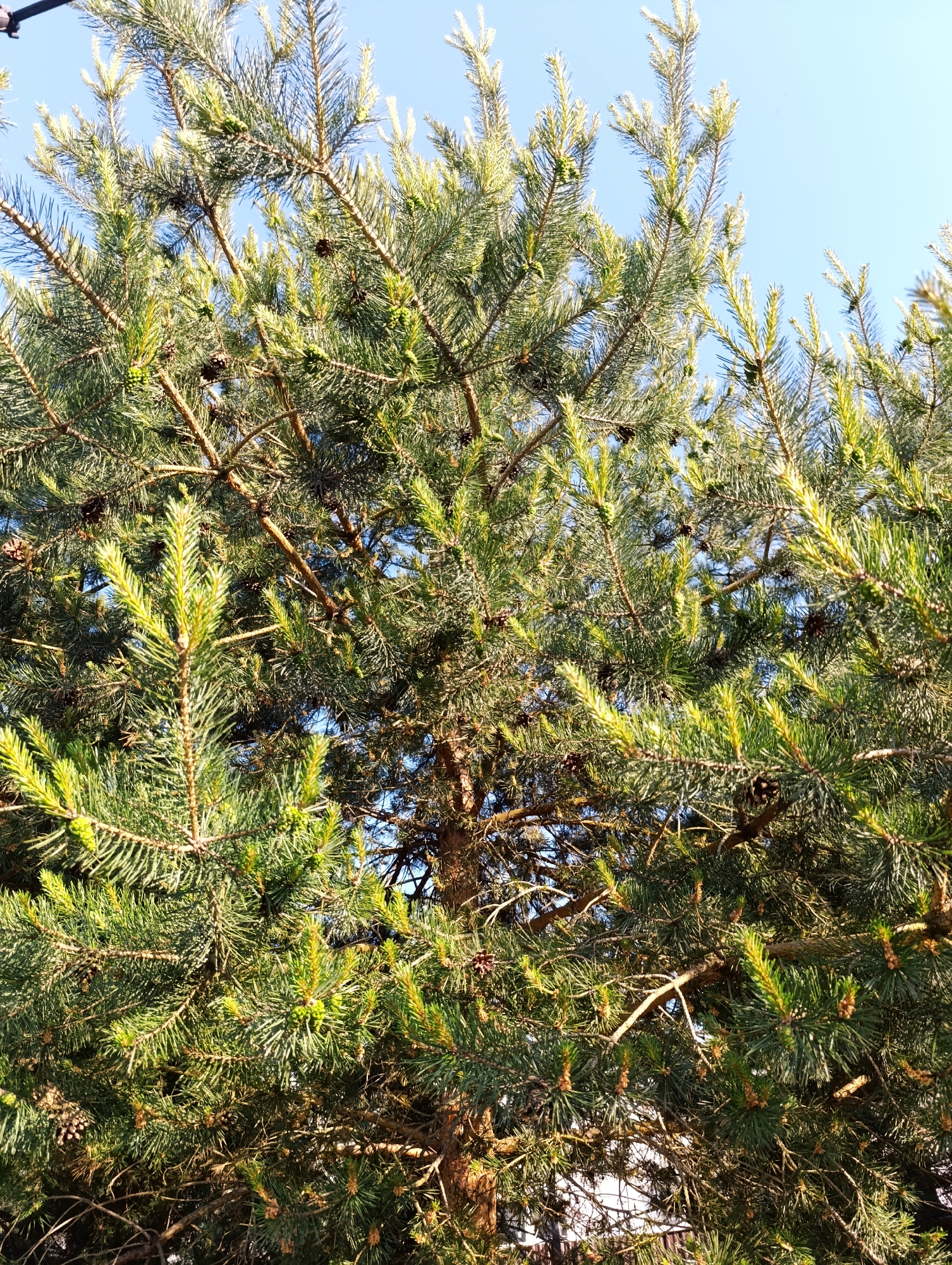 The image shows a close-up view of a pine tree's branches against a clear blue sky. The branches are laden with long, green needles, and several small, green pine cones are visible, along with some older, brown cones. The sunlight highlights the vibrant green of the new growth on the needles. The scene is a natural outdoor environment, typical of a park or a wooded area within a city. There are no people or any signs of human activity evident in the immediate frame. The photograph appears to be taken from a low angle, looking up into the tree canopy.