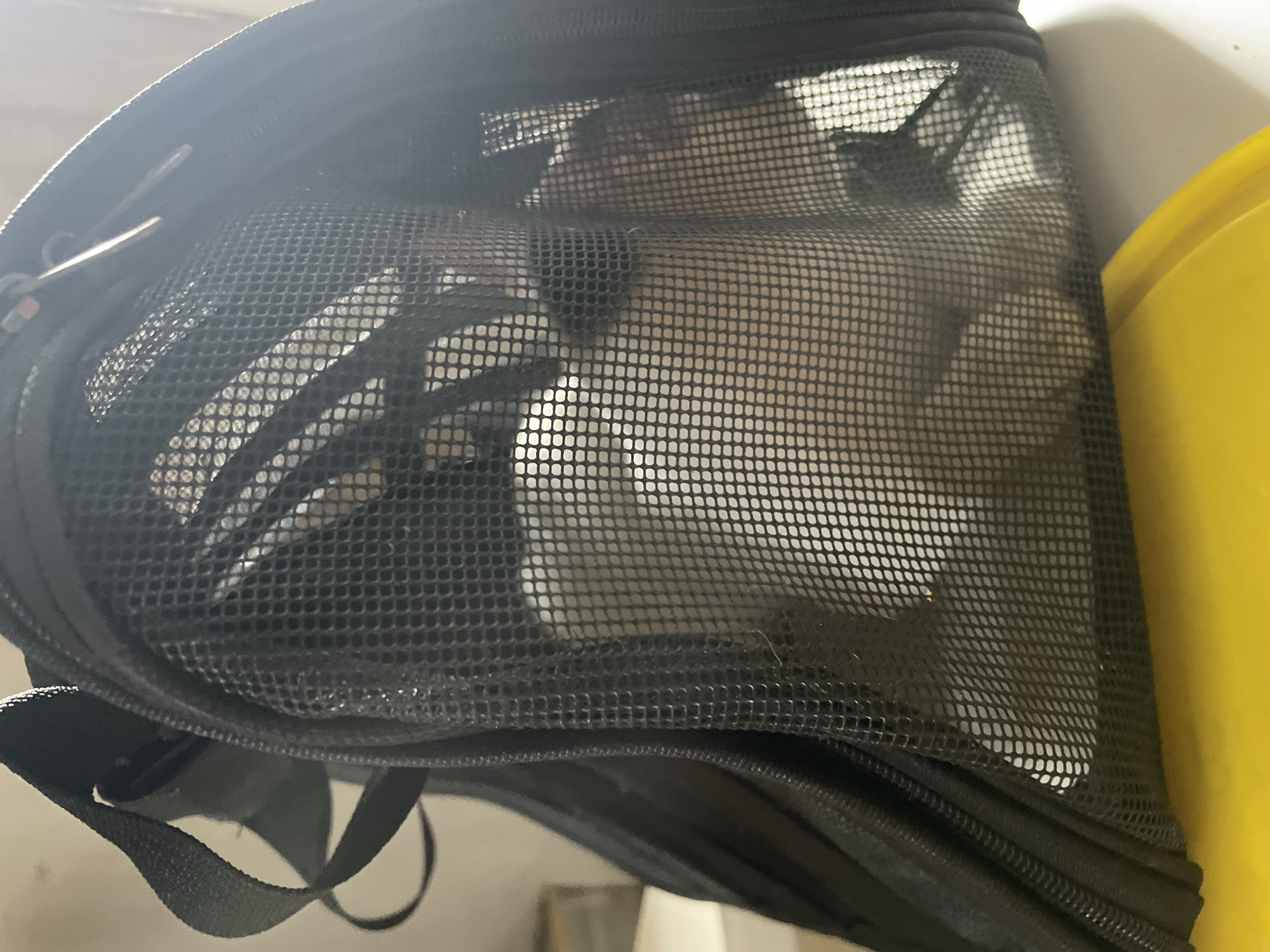 The image shows a black mesh pet carrier bag, possibly in a home environment. Through the mesh, a light-colored object, likely a small animal, is visible. The carrier is placed on a surface that appears to be a light-colored table, with a yellow object partially visible in the foreground. The background is out of focus but suggests an indoor setting. There are no discernible landmarks or context clues to identify the location as Davao City, Philippines.