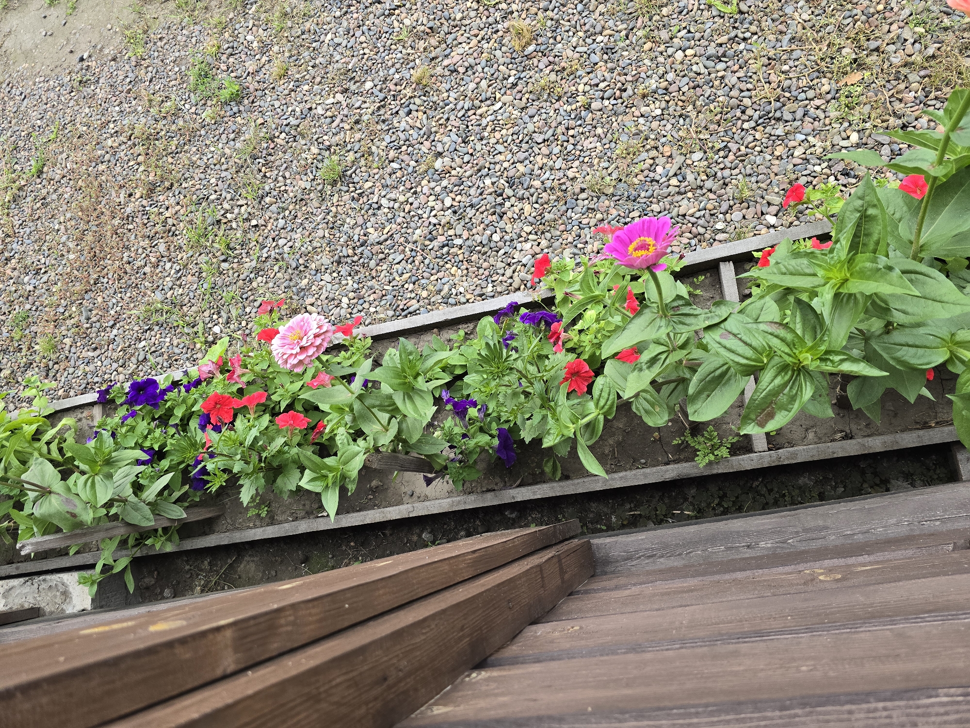 A high-angle, medium shot shows a wooden planter box filled with a variety of blooming flowers. The planter box is positioned alongside a wooden fence. The flowers are predominantly in shades of pink, red, and purple, with lush green foliage. To the right of the planter box is a ground covered in small, greyish-brown pebbles with patches of sparse green grass. The scene appears to be outdoors, possibly in a garden or yard. No people are visible. The location is identified as Ермолаево, Russia.