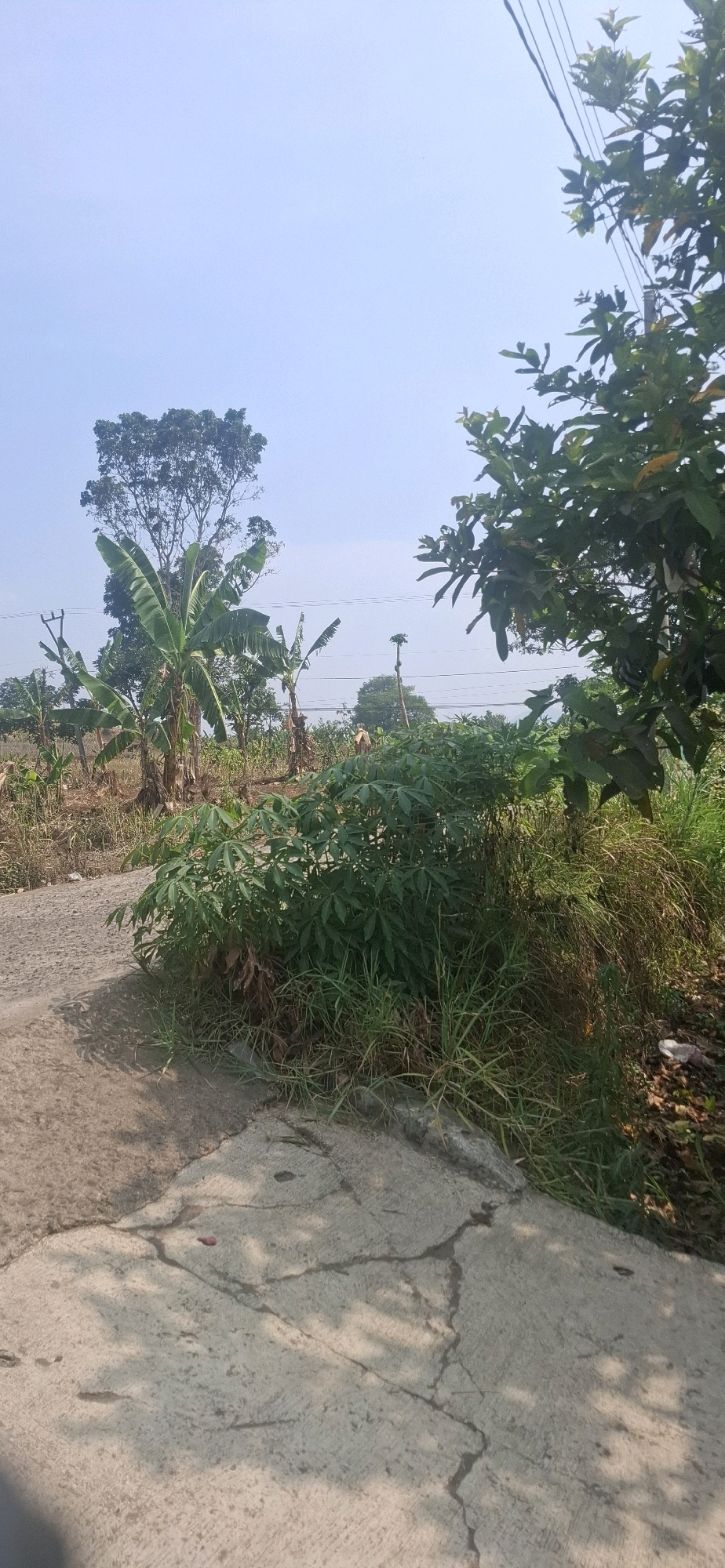 In the city of Cibinong Hilir, Indonesia, on a bright, clear day, a paved path with visible cracks leads to an area of dense vegetation. To the left of the path, banana trees are prominently featured, some with large leaves and stalks, among other plants. Further into the background, a tall, leafy tree stands out. The right side of the image is dominated by lush green foliage, with the branches of a tree, possibly a guava tree, extending into the frame from the upper right. Power lines are visible crisscrossing the sky, strung between poles. A person, partially obscured by vegetation, can be seen in the middle ground. The ground is a mix of dry earth and some scattered debris. The scene captures a rural or semi-rural landscape with agricultural elements and infrastructure.