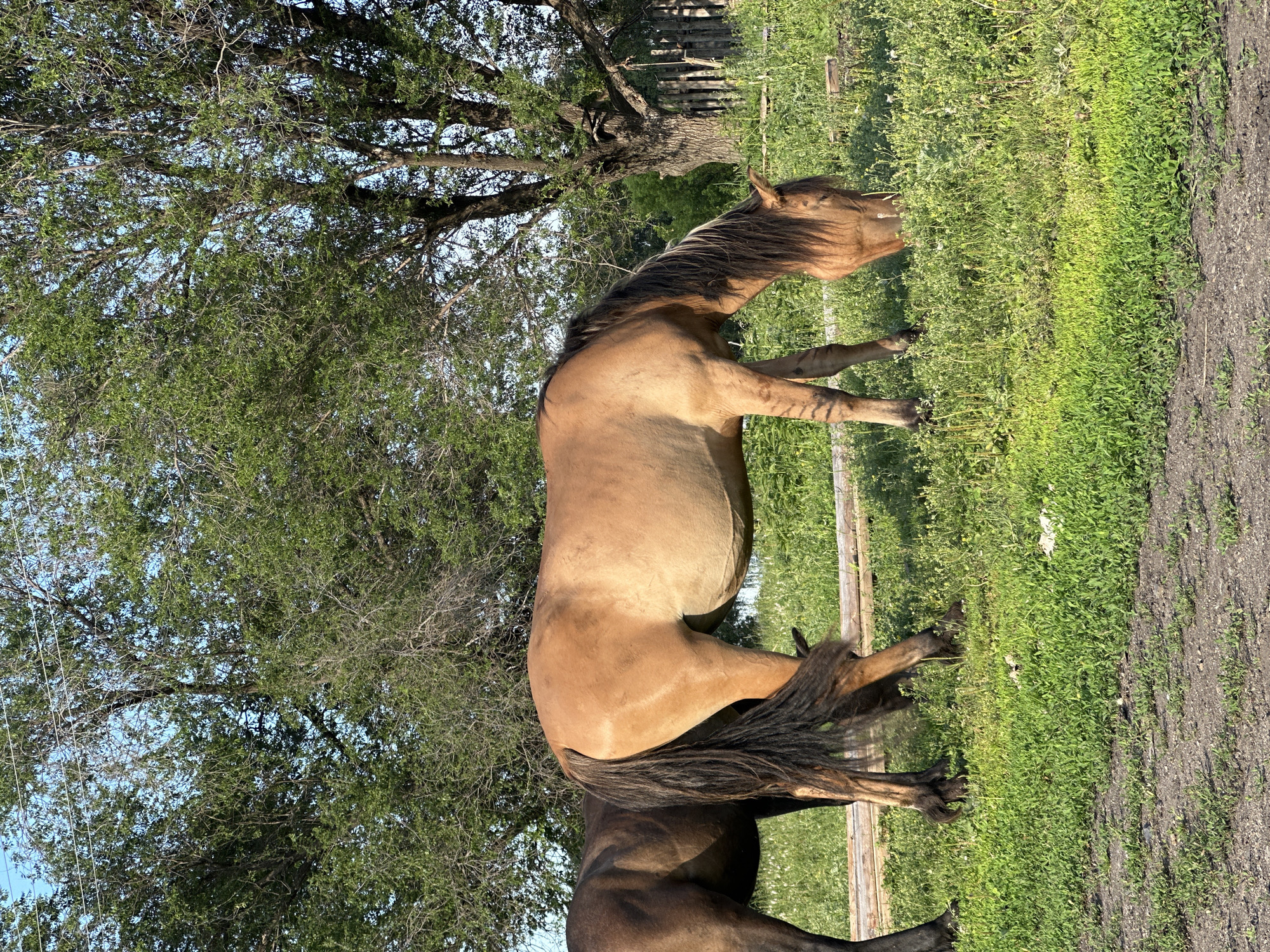 The image depicts two horses standing in a grassy area. The horse in the foreground is a light brown color with a dark mane and tail. It is standing with its head lowered, possibly grazing. The second horse, mostly obscured by the first, appears to be a darker brown or black color.
The setting is outdoors, with lush green grass covering the ground. In the background, there is a large tree with dense foliage, and beyond that, a wooden fence. The light suggests it is daytime, likely late afternoon or early morning, given the long shadows and warm lighting. The overall atmosphere is peaceful and natural. There is no visible text in the image.