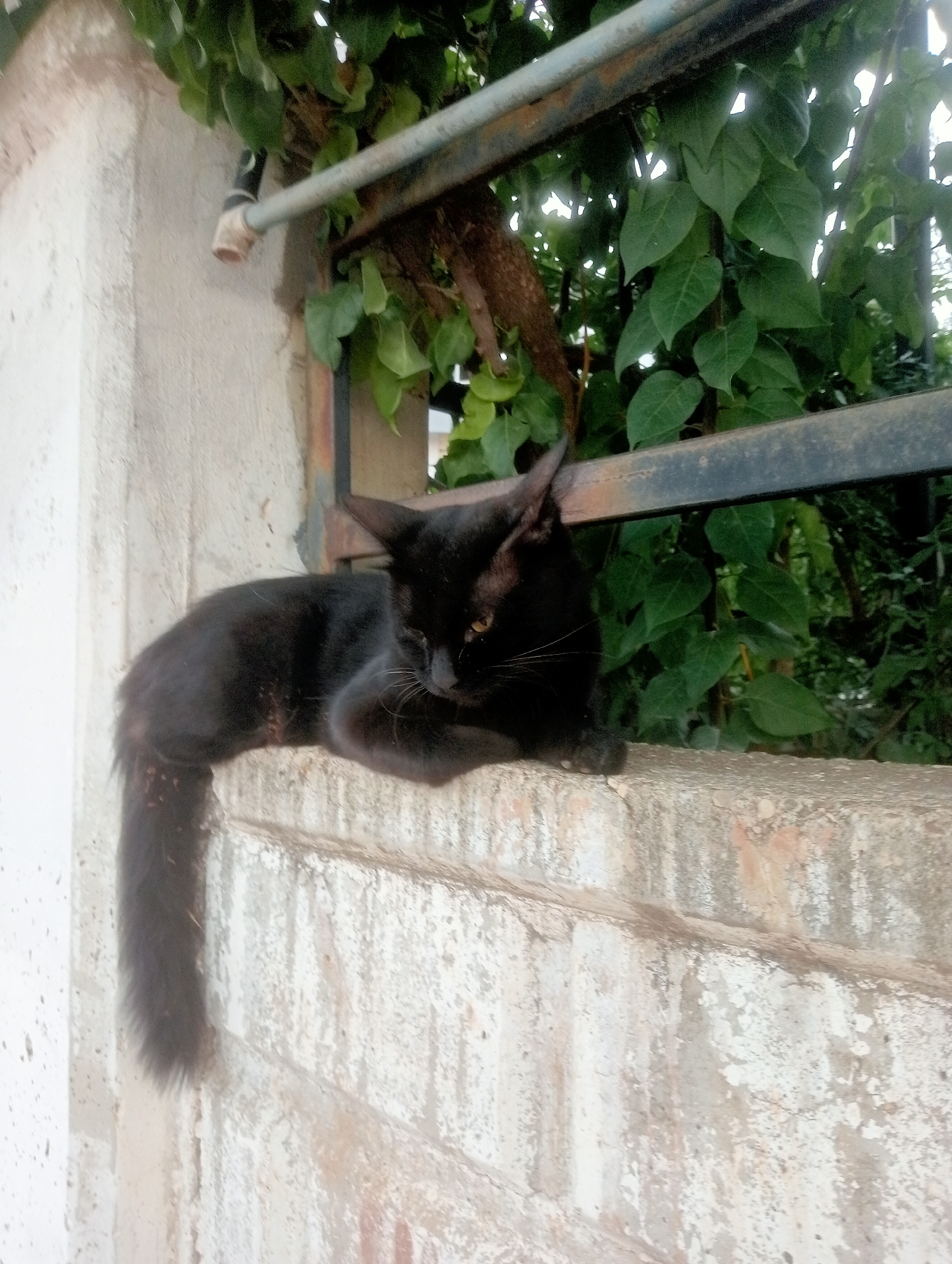 A black cat with yellow eyes rests on a concrete ledge. The cat is positioned on the right side of the frame, with its body curled and its head turned to the right. Its tail hangs down the side of the ledge. Behind the cat, there is a metal railing and lush green foliage. To the left of the cat, a white concrete wall is visible, with a pipe protruding from it. The scene appears to be outdoors, possibly in a garden or a quiet urban area.
