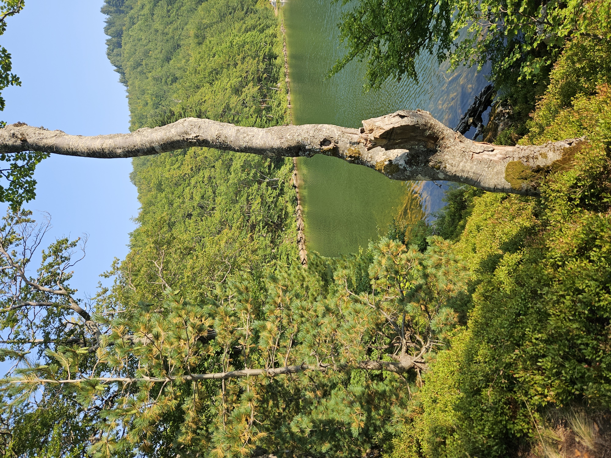 The image shows a sunlit scene of a lake and forest in Sedlačka gora, Montenegro. In the foreground, a gnarled, greyish-brown tree trunk with moss on its lower half stands vertically. To its left, a dense patch of low-lying green bushes is illuminated by sunlight, with some dry grass visible. Behind the bushes and the trunk, a body of calm, green water reflects the surrounding foliage. The lake is bordered by a lush, green forest that covers the slopes of a hill. The sky above is clear and blue.