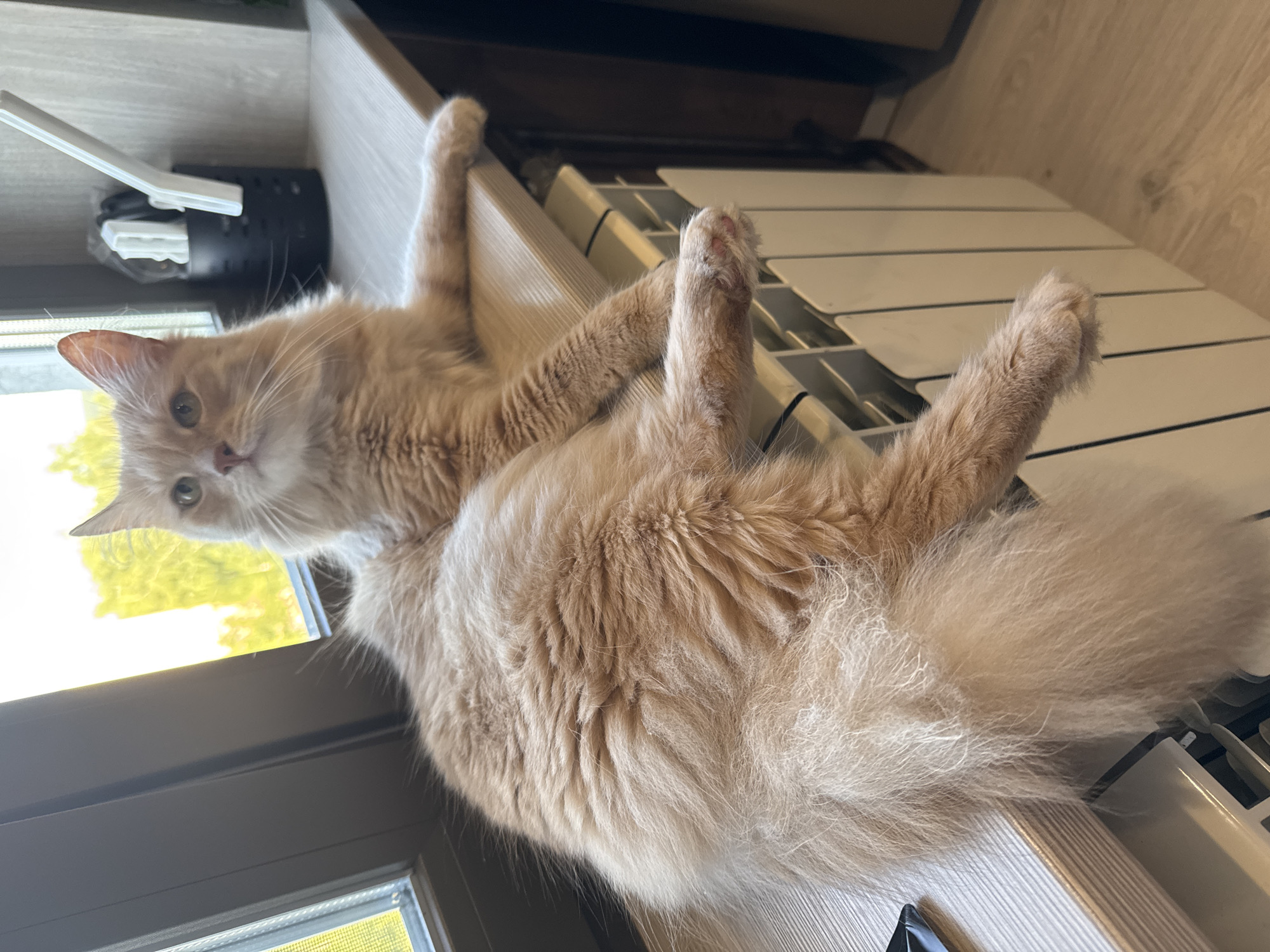 The image depicts a fluffy, ginger cat resting on a windowsill in Konakovo, Russia. The cat is positioned in a relaxed pose, with its body stretched out along the sill. The windowsill appears to be made of light-colored wood, and it overlooks a window that offers a view of green trees. In the background, there is a black holder containing white objects, possibly utensils or pens. Below the windowsill, a white radiator is visible. The floor beneath the radiator is made of light-colored wood planks. The overall lighting suggests it is daytime, with natural light coming through the window.