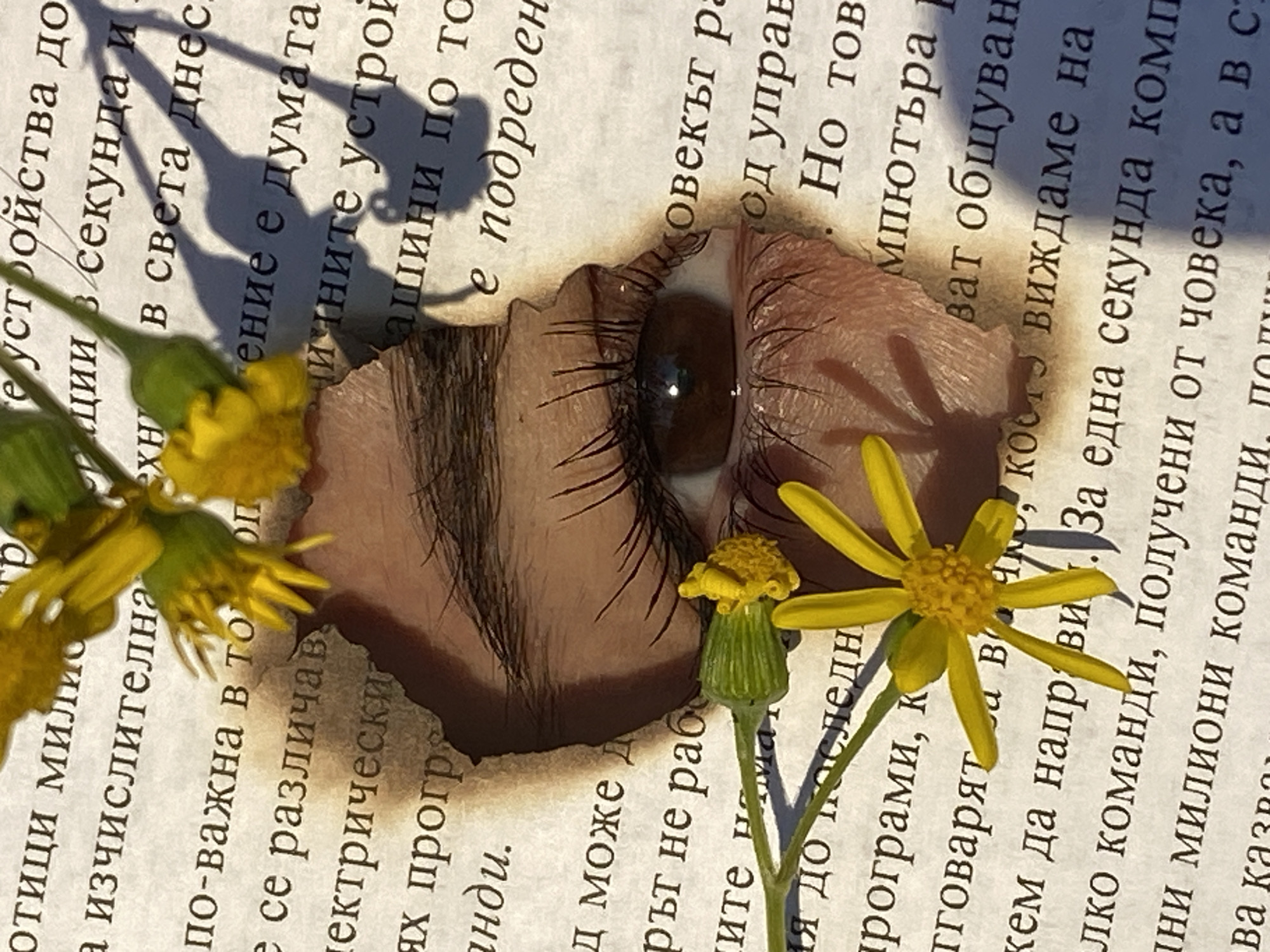 A close-up, artistic still-life photograph displays a paper cutout of a human eye with a brown iris and prominent eyelashes, resting on a piece of aged, printed paper. Several small, bright yellow flowers with green stems and leaves are arranged around the eye, partially obscuring it. Strong, natural lighting casts distinct, dark shadows of the flowers and leaves onto the paper, suggesting a daytime setting, likely outdoors or near a window. The paper has slightly yellowed and torn edges, giving it an antique appearance.
The visible text on the paper is in Cyrillic, identified as Bulgarian given the location context of Pleven, Bulgaria. The text discusses themes related to technology and information, including phrases like "devices," "seconds," "computers," "programs," "millions of commands," and "systems," creating a conceptual interplay with the natural elements of the eye and flowers. The image evokes a sense of contemplation, nature, and the integration of human perception with technological information.