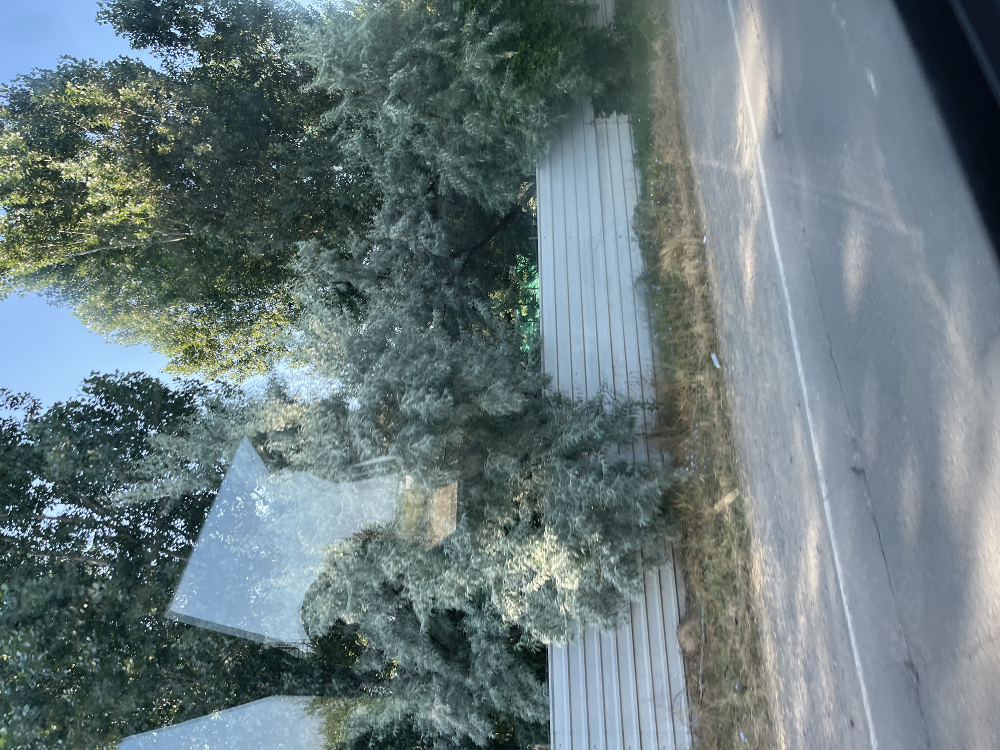 The image captures a roadside scene with a light-colored, corrugated metal fence running horizontally across the mid-ground. Behind the fence, various trees with dense foliage are visible, some appearing to be deciduous and others with a silvery-green hue. The trees are a mix of taller, more mature specimens and smaller, bushy ones.
In the foreground, a paved road is present, marked with a white line. The road surface appears somewhat worn, with some cracks and patches. The area between the road and the fence is covered in dry grass and some sparse, small purple flowers.
Reflections on what appears to be a glass surface, possibly a window, are prominent in the upper left and central portions of the image, showing a distorted view of trees and the sky. The sky above is clear and blue.
The image does not contain any people or specific landmarks that would definitively place it in Nesebar, Bulgaria. It depicts a typical roadside environment that could be found in many locations.