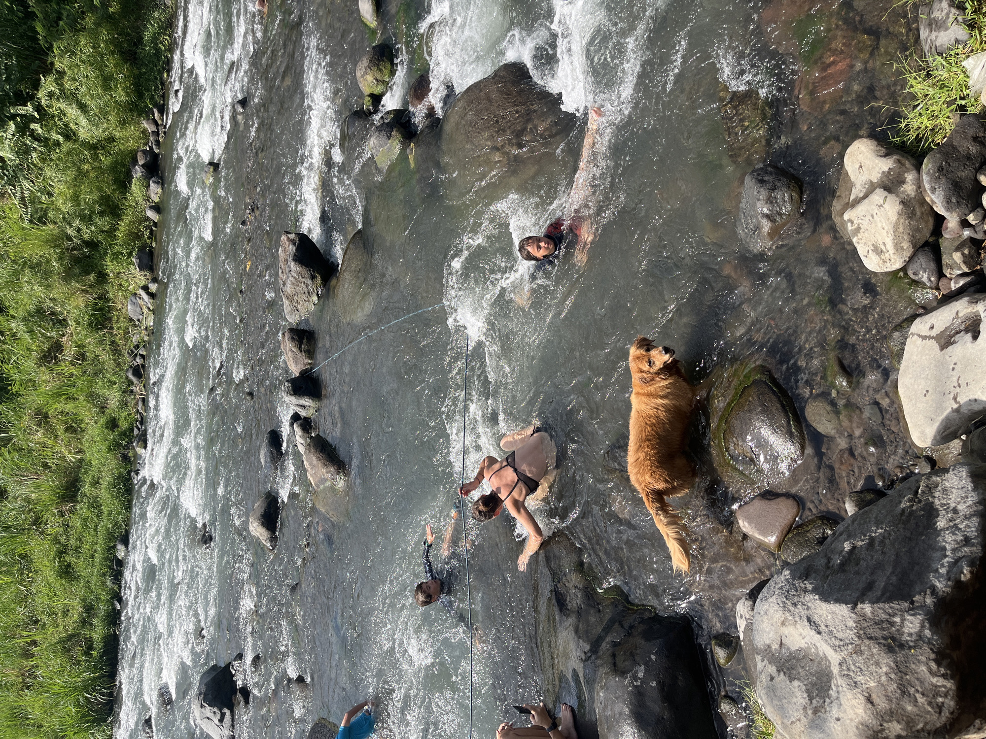 In Klungkung, Indonesia, a golden retriever dog swims in a rocky river alongside several people. A woman in a black bikini and a young boy in a dark shirt are near each other in the water. Another person, partially visible in a blue shirt, is in the background, and another individual's legs are visible on the left side of the image. The river has clear, flowing water with numerous rocks and rapids. Lush green vegetation lines the riverbank in the background.