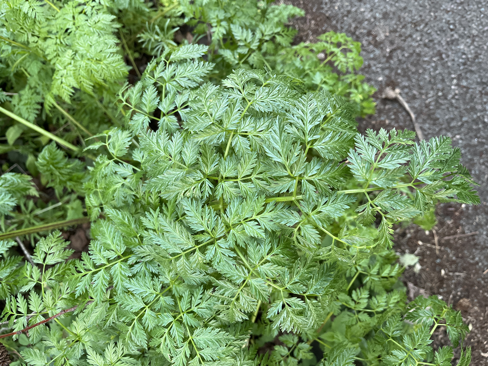The image shows a cluster of green, fern-like plants growing near a paved surface. The plants have finely divided leaves, and their stems are visible amidst the foliage. The exact species of the plants is not identifiable. The location appears to be outdoors in a garden or other green space, adjacent to an area of pavement. There are no people or other identifiable objects in the scene.