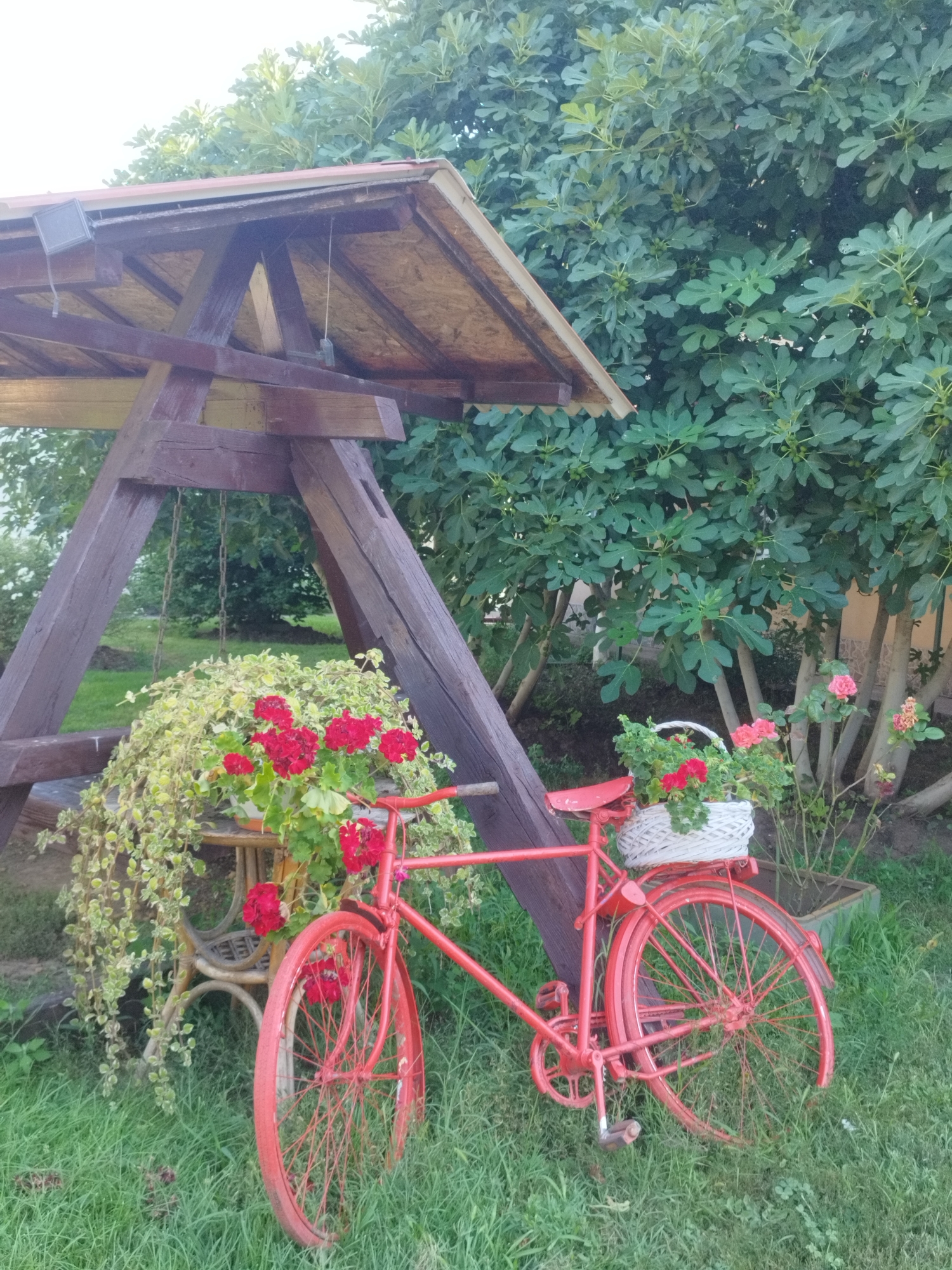 A red bicycle is parked in a garden. The bicycle is decorated with red flowers in a white basket on the handlebars and red flowers in a pot on the seat. The bicycle is in front of a wooden swing set. Behind the swing set is a fig tree. The garden is green and overgrown. The image appears to be taken in Bucharest, Romania.