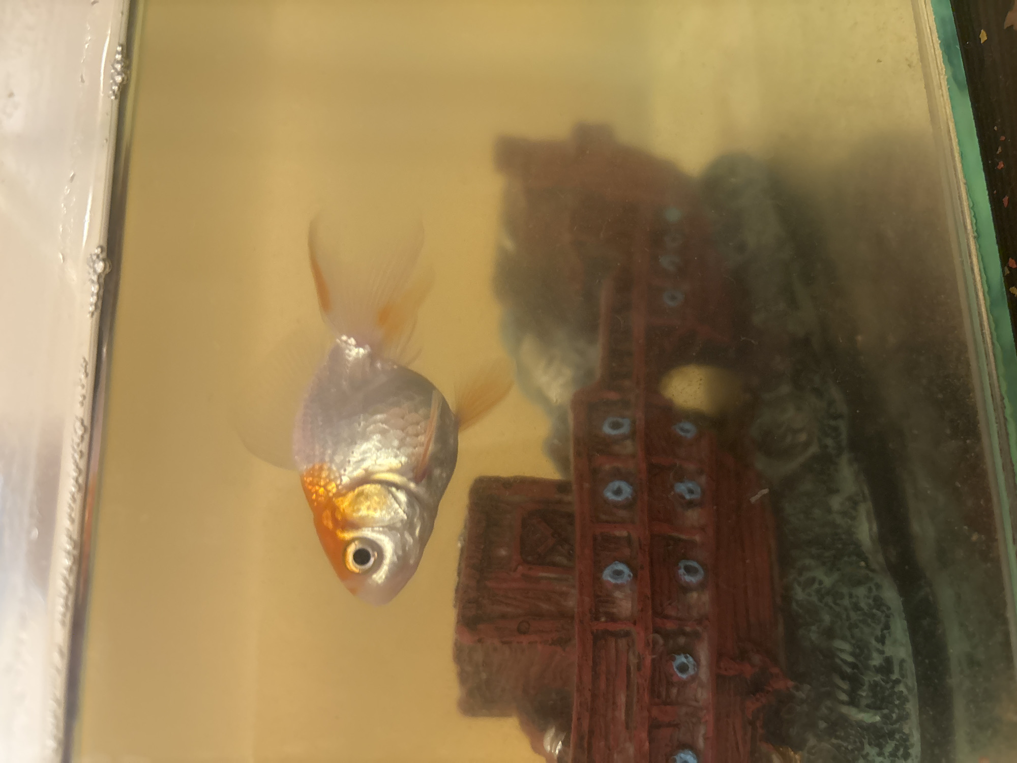 A goldfish swims in a poorly maintained aquarium. The water is cloudy and tinted yellow. A decorative red and gray structure with blue accents sits on the bottom of the tank. The image was not taken in Plovdiv, Bulgaria.