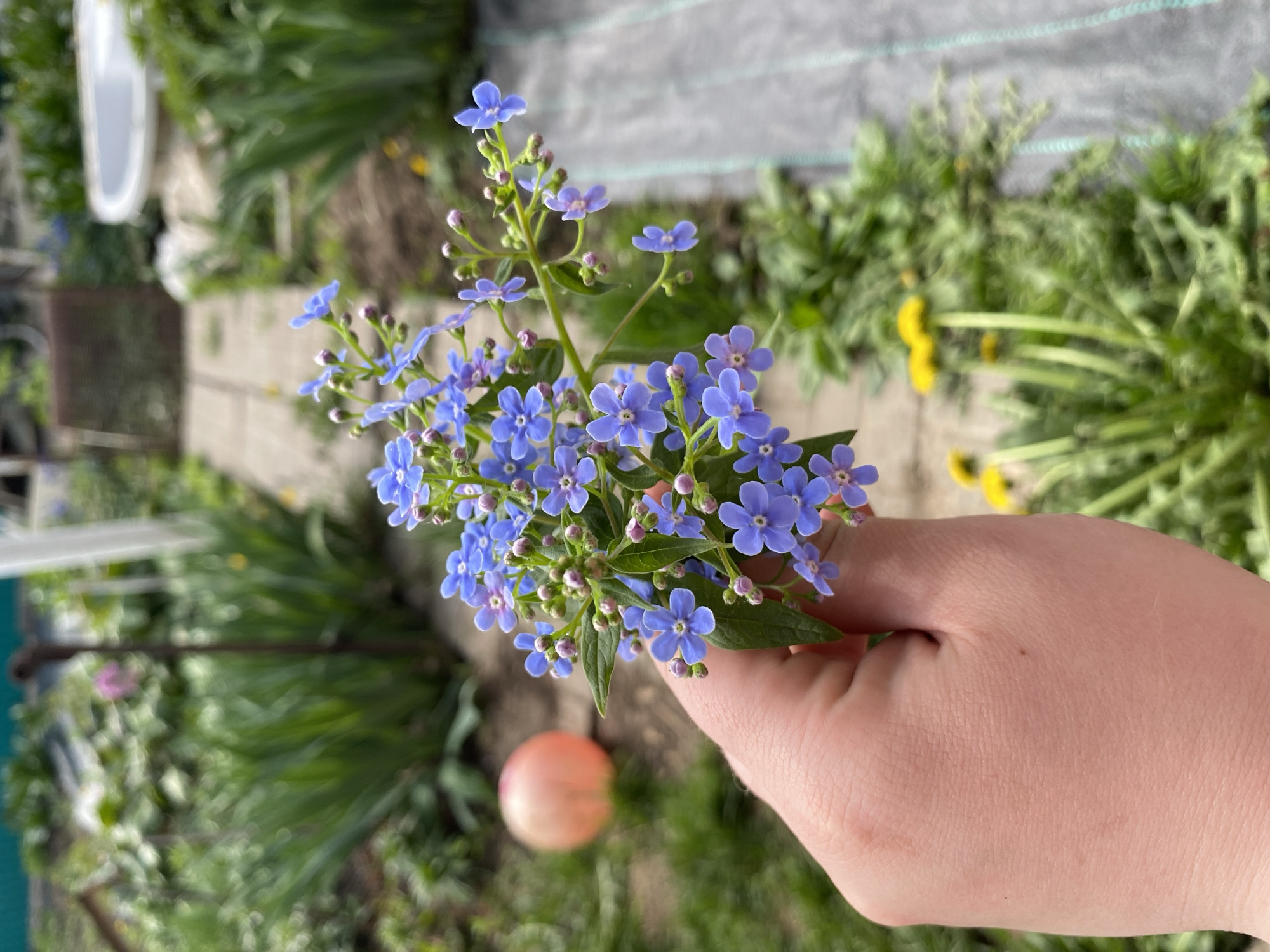 A hand is holding a bunch of blue forget-me-not flowers in a garden. The background shows greenery, including grass, dandelions, and other plants. A concrete pathway and some gardening equipment are also visible. It's outdoors, likely in a domestic garden setting. The location is not explicitly verifiable as Votkinsk, Russia from the provided image alone.