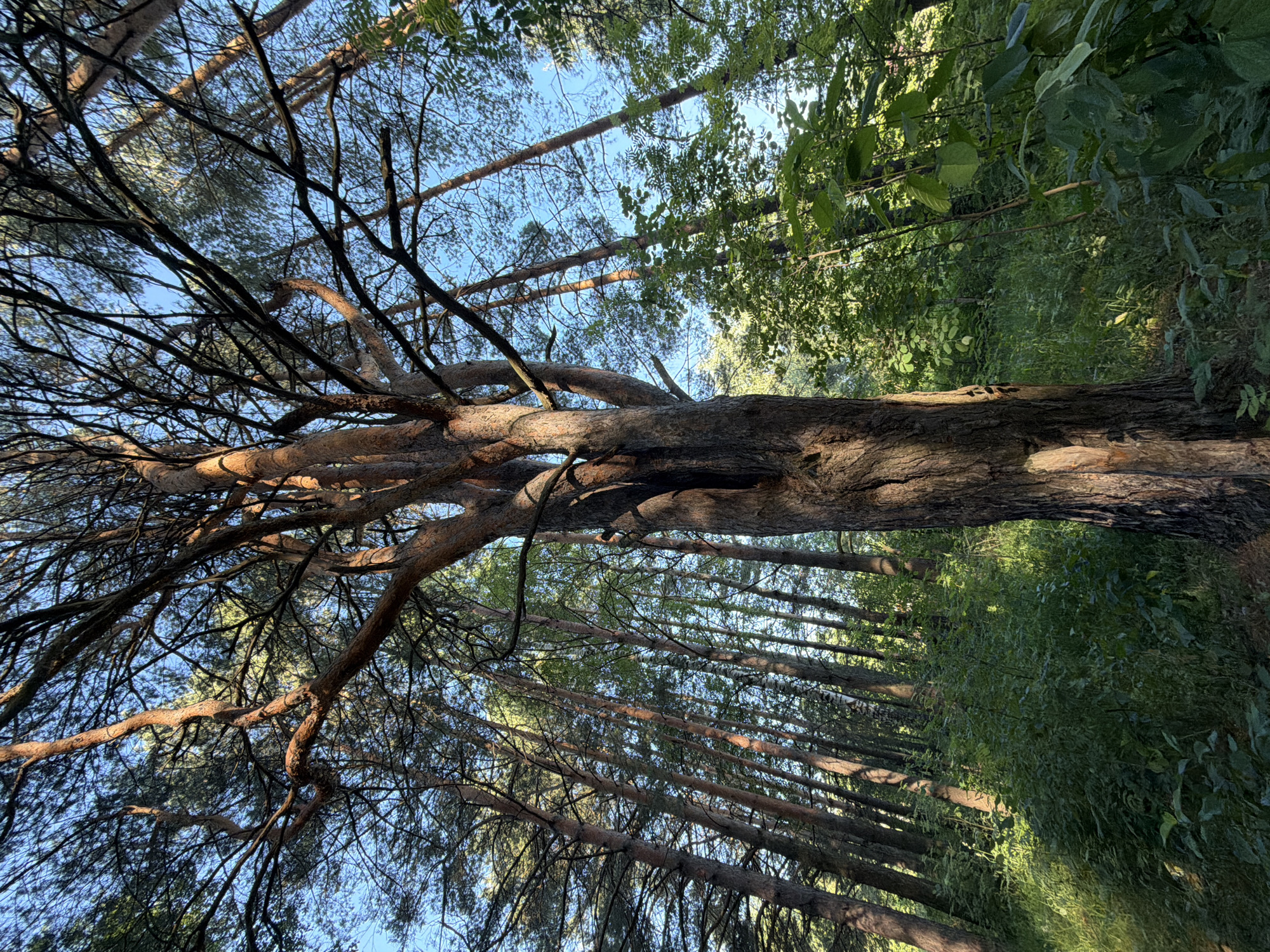 The image depicts a forest scene, likely within the city of Chaikovsky, Russia. The foreground is dominated by the trunk of a large, old tree with rough, reddish-brown bark. Its branches spread upwards, creating a canopy against a bright blue sky. Surrounding the base of this tree is dense green undergrowth, including grass and smaller plants, bathed in dappled sunlight. In the background, numerous tall, slender trees, primarily pines, extend upwards, their trunks appearing dark and their needles forming a textured layer against the sky. The overall environment is that of a natural, wooded area, suggesting a park or a forest on the outskirts of urban development. There are no people or animals visible in the frame.