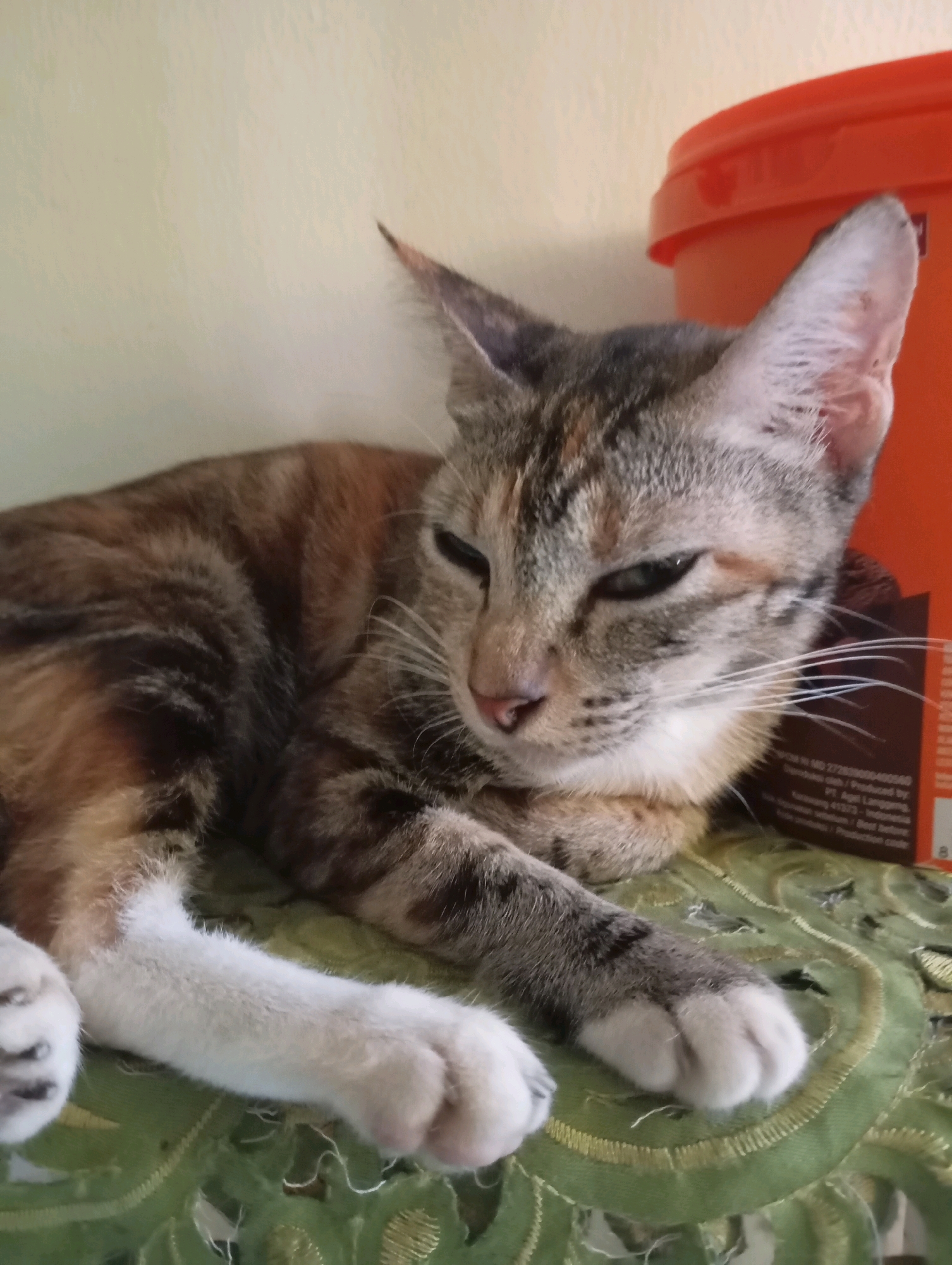 A close-up shot shows a calico cat resting on a green textured surface. The cat is lying down with its body curved, its head turned to the right, and its eyes partially closed. Its fur displays a mix of brown, black, and white patches, with white paws. Behind the cat, an orange cylindrical object is visible, with some text on its side. The background is a plain, light-colored wall. The image appears to be taken indoors, likely in a residential setting. There is no indication of Balikpapan, Indonesia in the image itself.