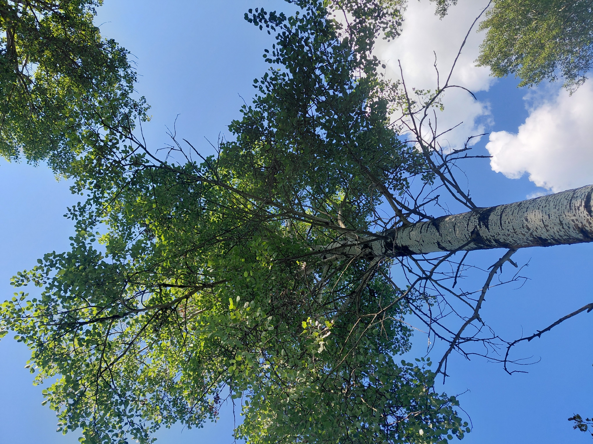 The image depicts a view looking up towards the canopy of a tall, mature tree with a distinctive white, mottled bark, characteristic of a birch or aspen. The tree is situated outdoors, likely in a natural or semi-natural setting within the city of Malinovka, Russia. The sky above is a clear, vibrant blue, with a few scattered white clouds visible, particularly towards the bottom right of the frame. The tree's branches are laden with lush green leaves, creating a dense canopy that filters the sunlight. Some bare branches are also visible, suggesting the tree may be transitioning between seasons or has some deadwood. The overall impression is one of a serene, natural scene on a bright day.