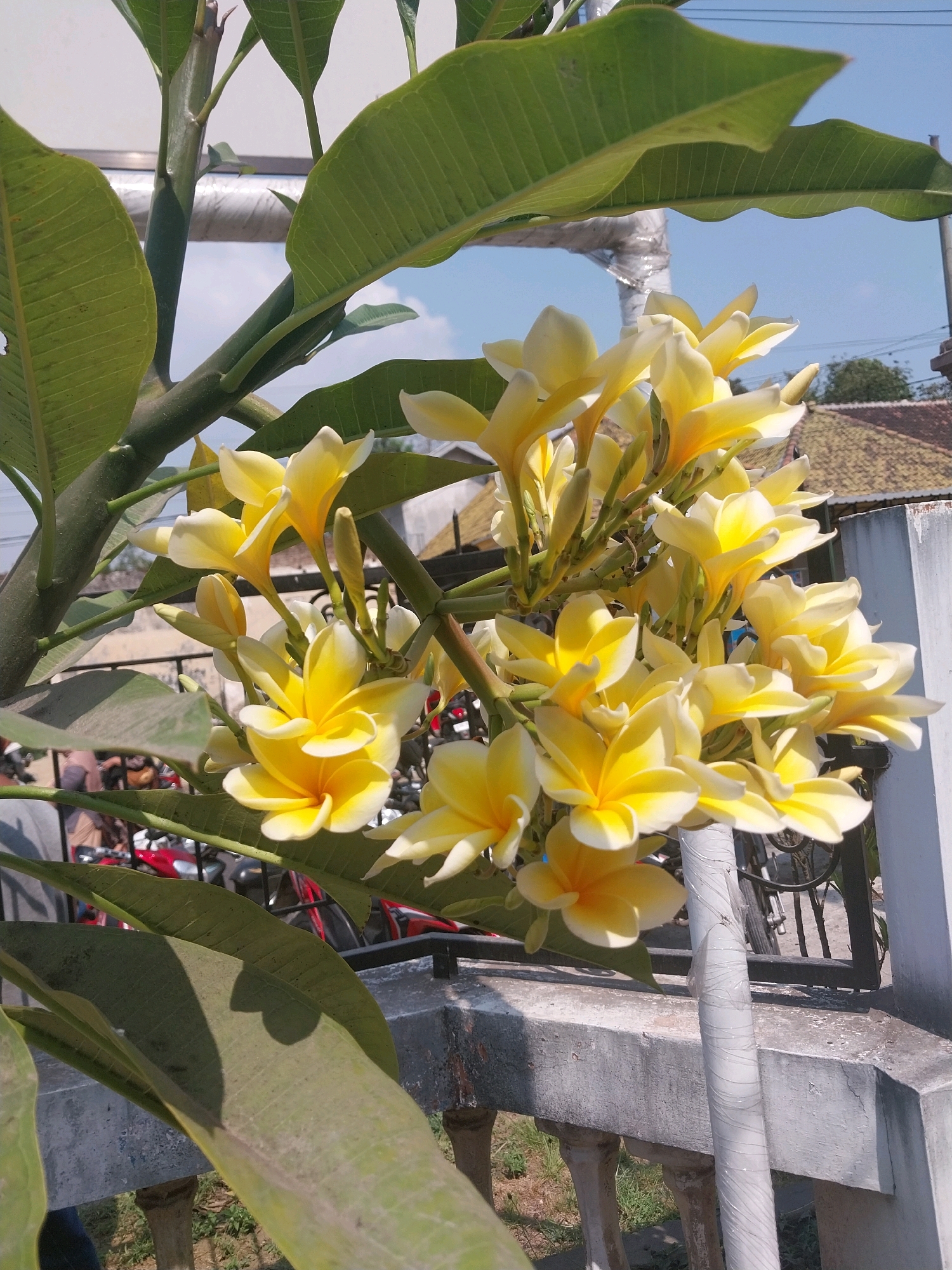In the city of Nglegok, Indonesia, a cluster of yellow and white plumeria flowers is in full bloom, cascading down from a leafy green plant. The flowers, with their delicate petals, are bathed in the bright sunlight. Behind the flowers, a grey concrete railing runs horizontally across the frame. Beyond the railing, a black metal fence is visible, and through it, a red motorcycle can be seen. The background consists of a light blue sky with scattered clouds, and a few houses with terracotta roofs. The scene is captured in natural daylight, with the sunlight creating shadows on the leaves and flowers.