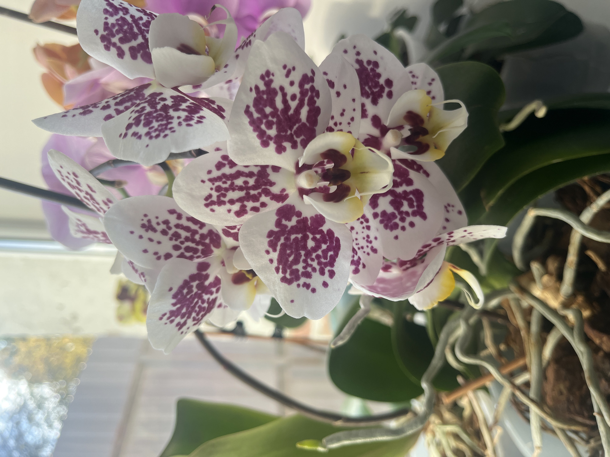 A close-up shot depicts a cluster of white orchids with purple spots. The orchids are in full bloom, with petals exhibiting a speckled pattern of purple against a white base. Some petals display yellowish and brownish coloration near the center of the flower. Green leaves and aerial roots surround the flowers, suggesting they are part of a potted plant. The background features a blurred glimpse of a window or wall, hinting at an indoor setting. The exact location in the city of Unknown, Unknown, is not discernible from the image.