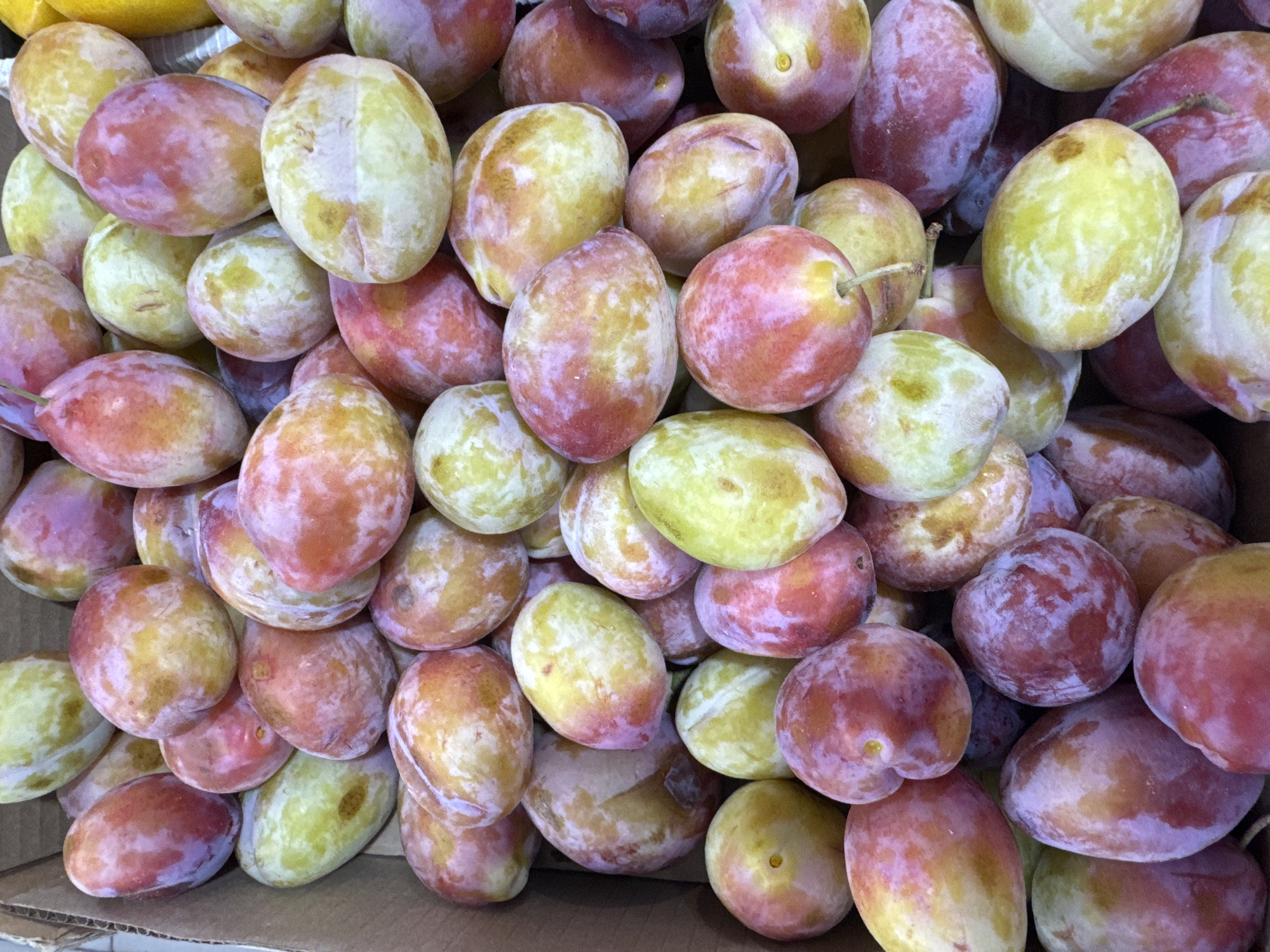 The image is a close-up, overhead shot of a large pile of plums in a cardboard box. The plums are a mix of yellow, pink, and purple hues, with some appearing to be ripe and others more tart. They are oval-shaped and have smooth skin. The lighting suggests it is daytime, but there are no specific indicators of time of day, weather, or location other than the context of Ufa, Russia. There is no visible text in the image. The scene is focused entirely on the fruit, creating a sense of abundance and ripeness.