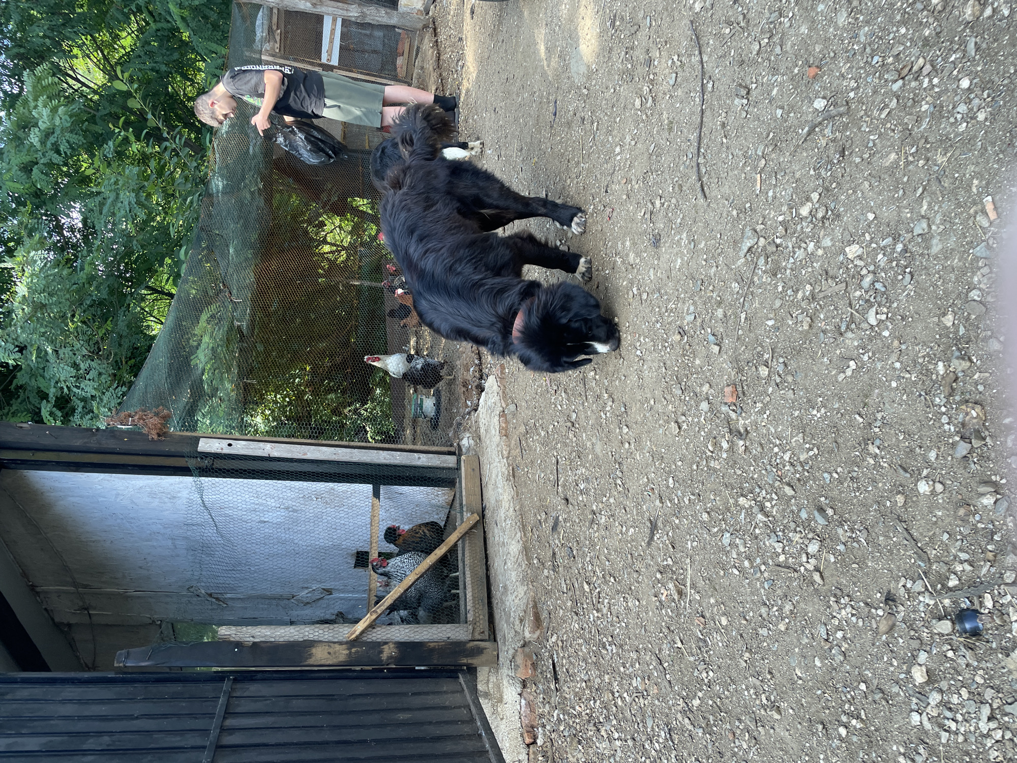 In Zlatograd, Bulgaria, a black dog with a pink collar sniffs the ground in a dusty, gravelly yard. Behind the dog, several chickens are visible inside a fenced enclosure. To the right of the enclosure, a young person wearing a t-shirt and shorts stands holding a black plastic bag. The environment appears to be a rural or semi-rural setting, with trees and vegetation visible in the background, suggesting an outdoor farm or homestead. The structures in the scene include wooden fences, a wire mesh enclosure, and a rustic building.