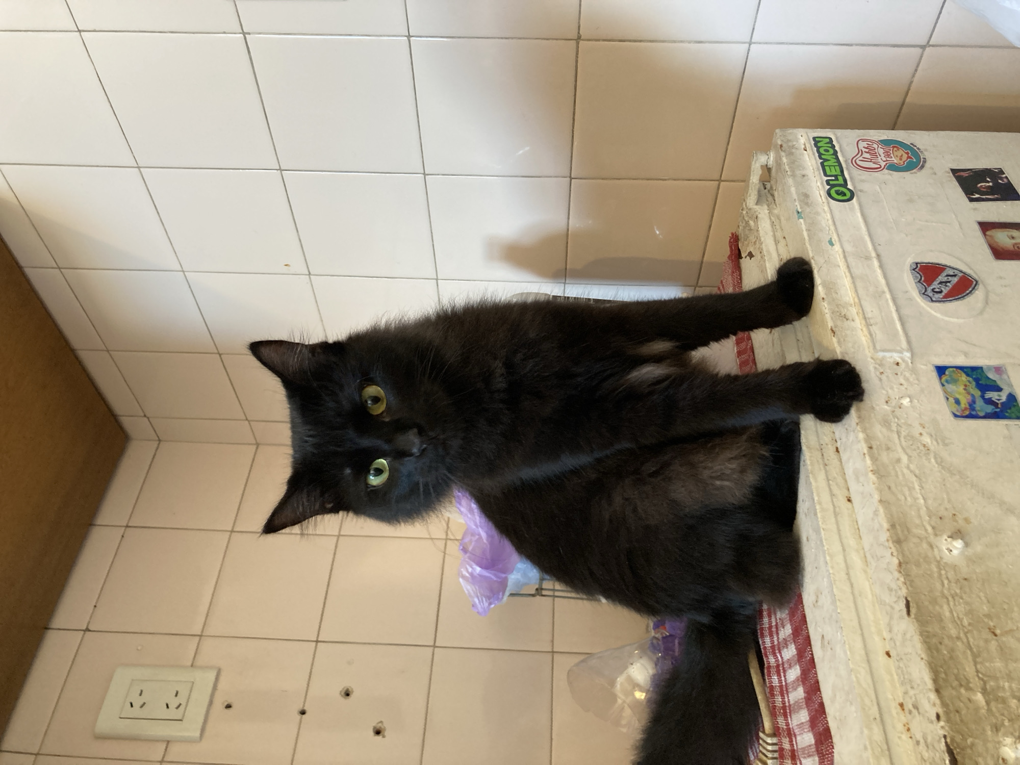 An indoor, vertically oriented shot captures a sleek black cat perched on a worn white appliance, likely a small refrigerator or cooler. The cat, the primary subject, has piercing green-yellow eyes and fluffy black fur, and is looking directly at the viewer with an alert expression. Its front paws are resting on the top edge of the appliance, while its body is curled.
The background consists of light-colored, square tiles with visible grout lines, suggesting a kitchen or utility area. To the left, a white electrical outlet with two diagonal slots (Type I, common in countries like Argentina) is mounted on the tiled wall. Below the cat and partially obscured, a red and white checkered cloth is visible, along with what appears to be a crumpled purple plastic bag and a clear plastic bottle.
The white appliance is heavily decorated with various stickers. Clearly visible are a green "LEMON" logo, a "Chubby Food" sticker with a cartoon character, and a shield-shaped sticker with the letters "CAL" or "CAT" and what looks like a football club emblem. Other stickers showing faces and abstract designs are also present. The appliance itself shows signs of wear, with some scuffs and possible rust spots. The lighting is even, suggesting indoor artificial light, and the overall scene evokes a casual, lived-in domestic setting.