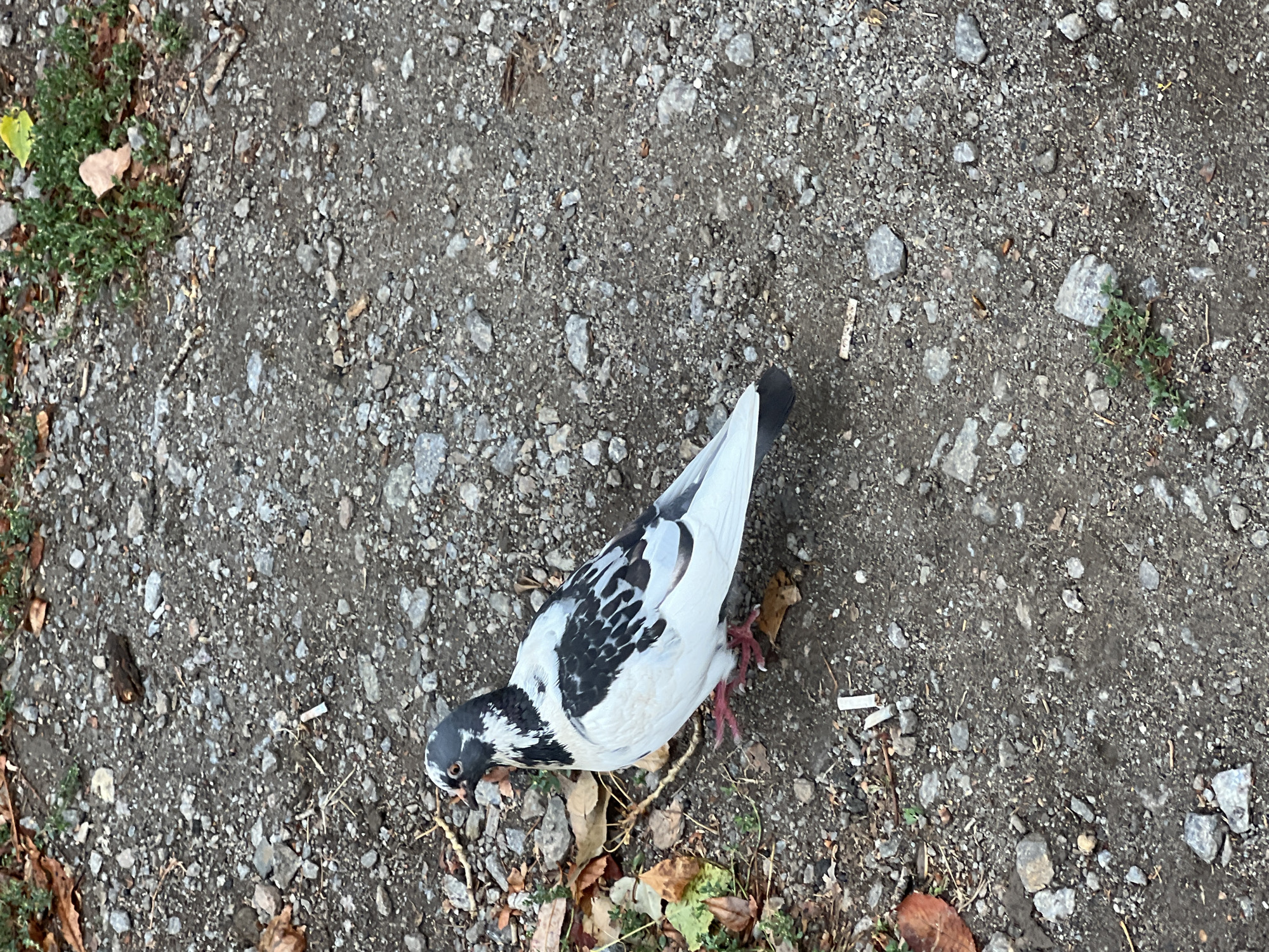 A speckled pigeon with white and black plumage stands on a gravelly surface in Odesa, Ukraine. The pigeon is facing left, with its head turned slightly to the left. Its feet are a bright pinkish-red. Scattered around the ground are small grey stones, fallen brown leaves, and a few green sprigs of grass. Two cigarette butts are visible on the ground near the pigeon's feet, and another is further to the left. The background is a continuation of the gravelly ground with more stones and sparse vegetation.