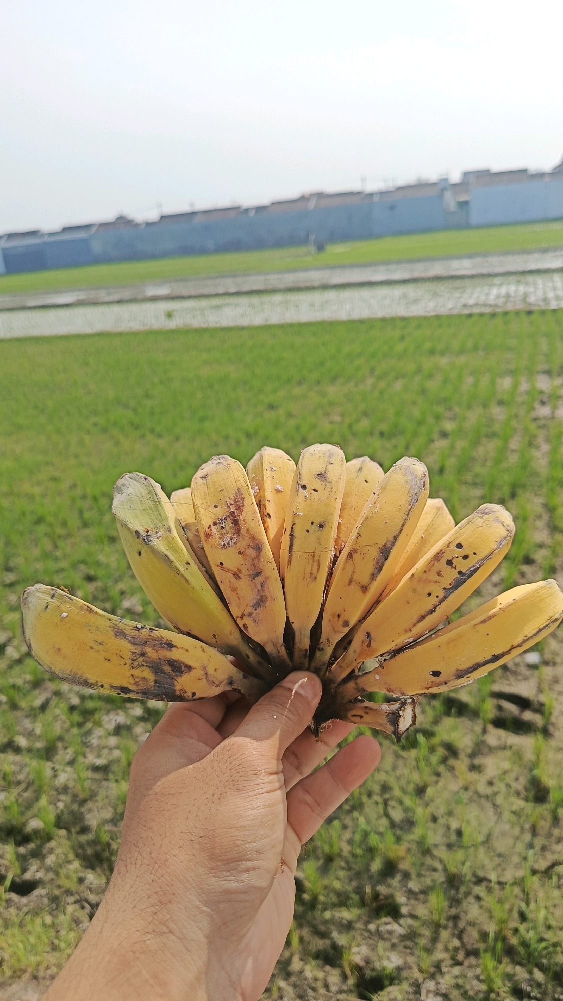 A hand is holding a bunch of ripe bananas in front of a blurry background of a rice field in Babadan, Indonesia. The bananas are yellow with some brown spots, indicating ripeness. The hand appears to be a male's hand with visible veins and fine hairs. The rice field behind the bananas is green and appears to be recently planted or watered, with rows of young rice plants visible. In the far background, a long, blue wall with a terracotta-colored roofline stretches across the horizon, possibly marking the edge of a residential area or agricultural facility. The sky is bright and overcast, suggesting a daytime scene.