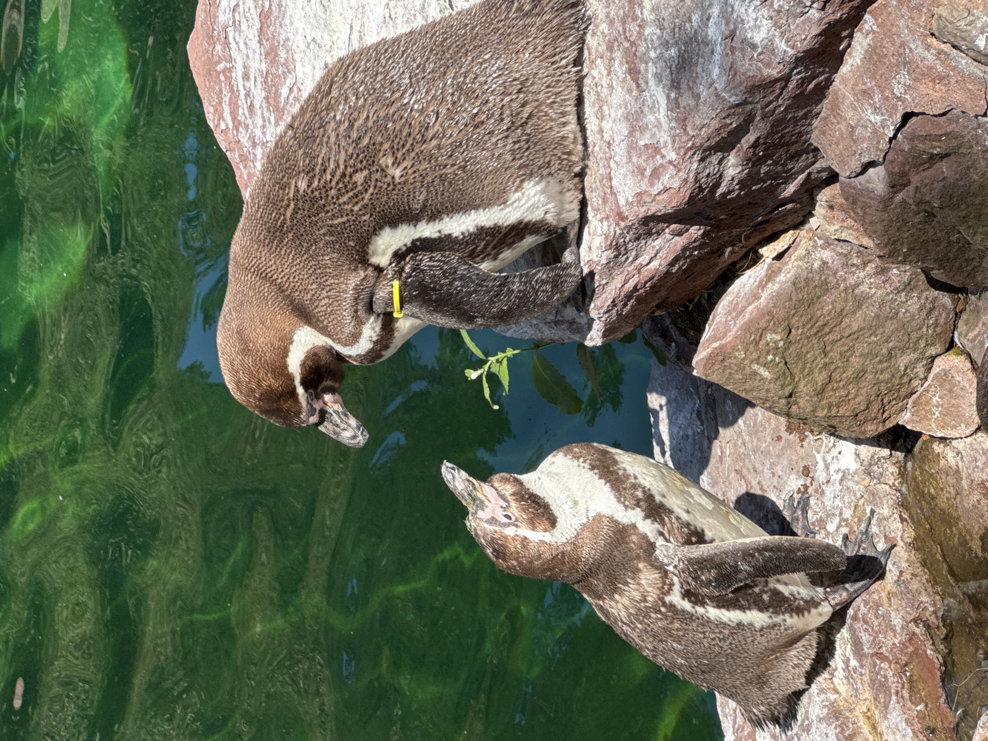 Two penguins are on rocks near green water. One penguin on the right is larger and is sitting on a rock, facing left. It has a yellow band around its wing. The other penguin, smaller, is standing on a rock and looking up at the larger penguin. Both penguins are brown and white. The water is dark green and appears to be a pool or enclosure. The rocks are reddish-brown. The scene is likely in a zoo. This image is from the Nuremberg Zoo in Nuremberg, Germany.