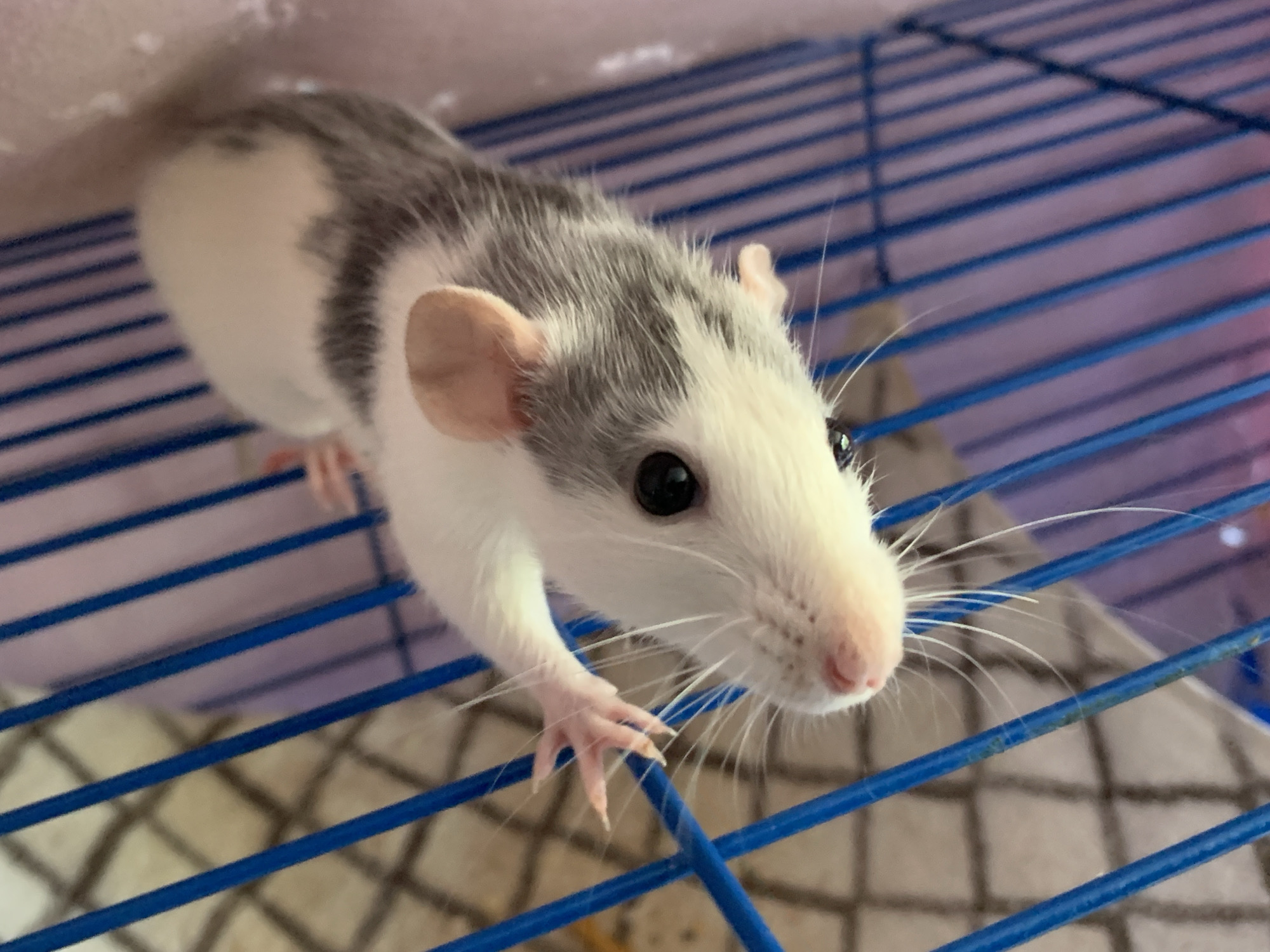 A domestic rat, exhibiting a white and grey "hooded" fur pattern, is positioned within a cage with blue horizontal and vertical bars. The rat's head is oriented directly towards the viewer, displaying dark, rounded eyes, pink ears, a pink nose, and numerous prominent white whiskers. Its anterior body and one front paw are visible, with the paw gripping a blue horizontal bar. The cage interior includes a light-colored, blurred surface with a subtle checkered pattern on the bottom and indistinct purple/pink elements in the background. The lighting is consistent with an indoor setting. This scene is located in the city of Unknown, Unknown.
