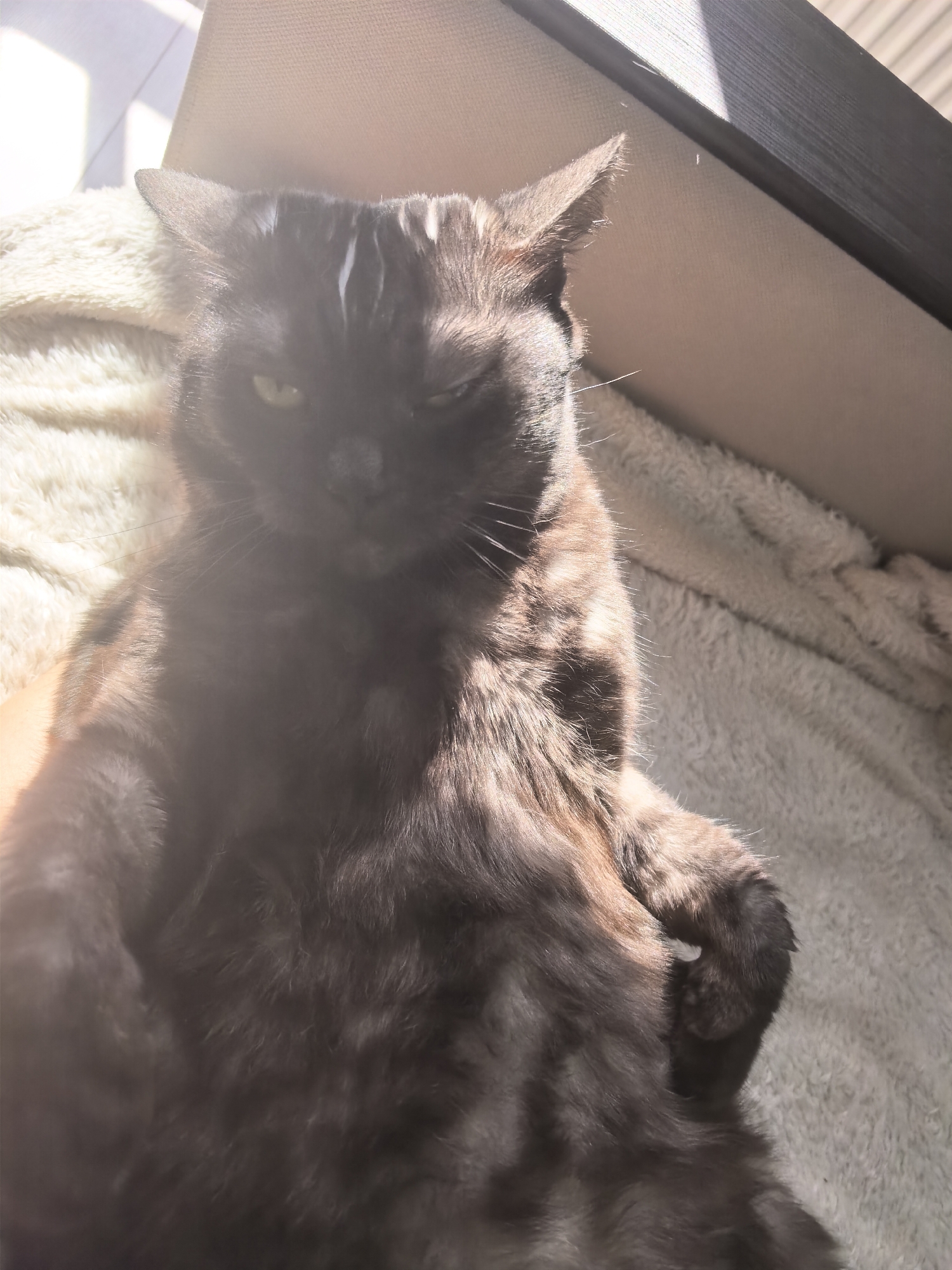 A tortoiseshell cat is lying on a fuzzy blanket in a sunlit room. The cat is mostly black with patches of brown and white. It is looking up and to the left with one eye closed, giving it a sleepy or grumpy expression. The sunlight casts shadows across the cat and the blanket. The background includes a piece of furniture and a window with light streaming through.